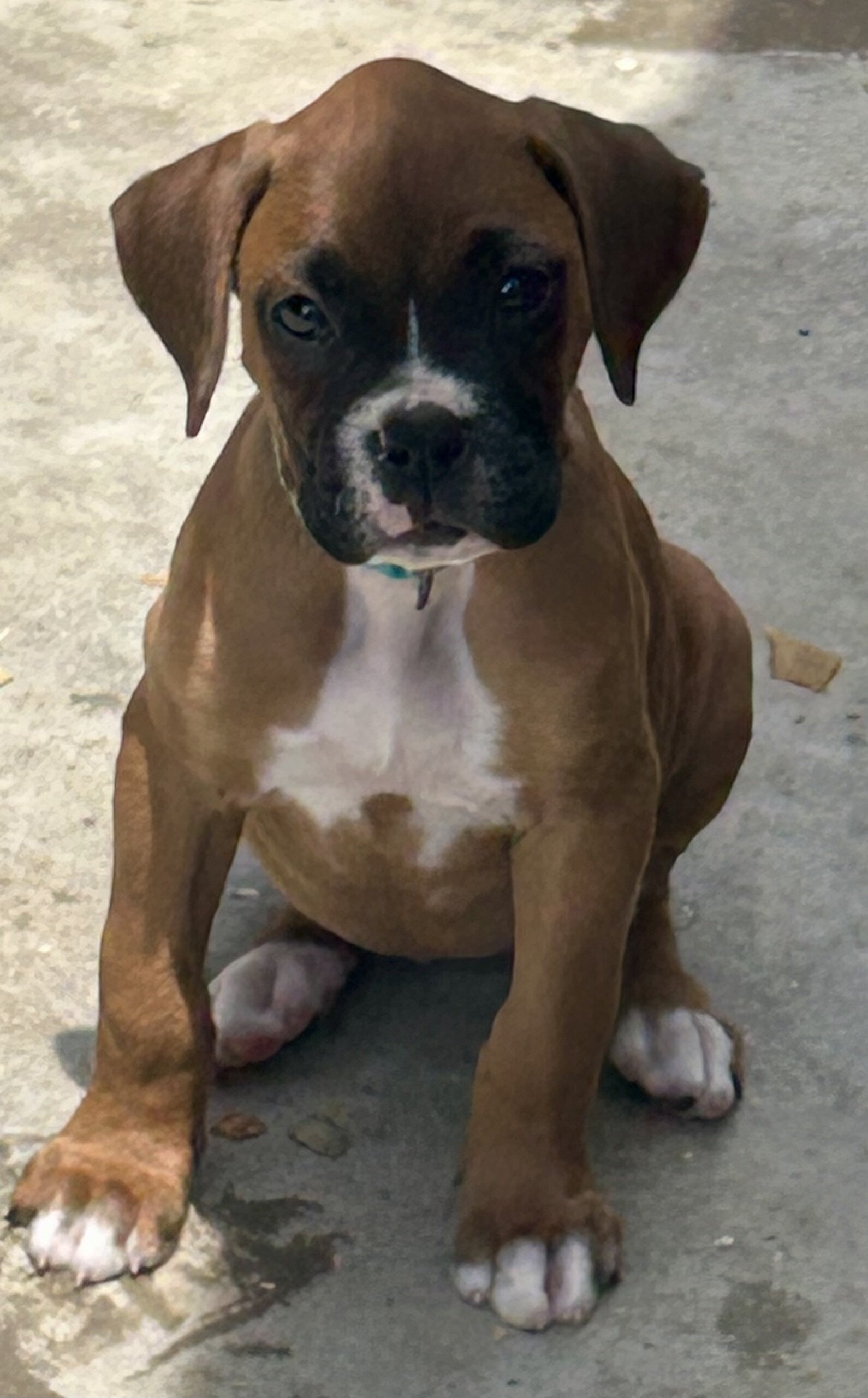 Boxer Puppies image 4