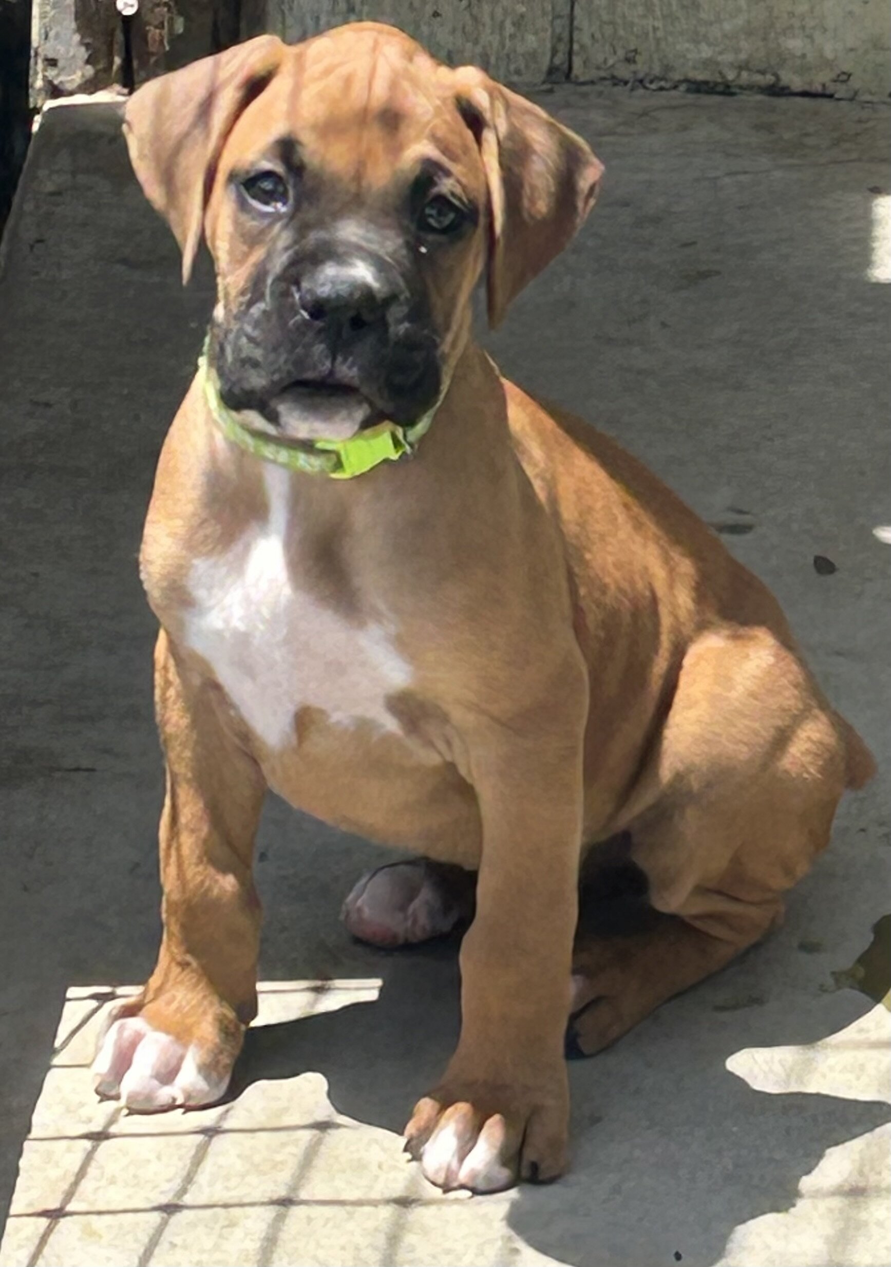 Boxer Puppies image 1
