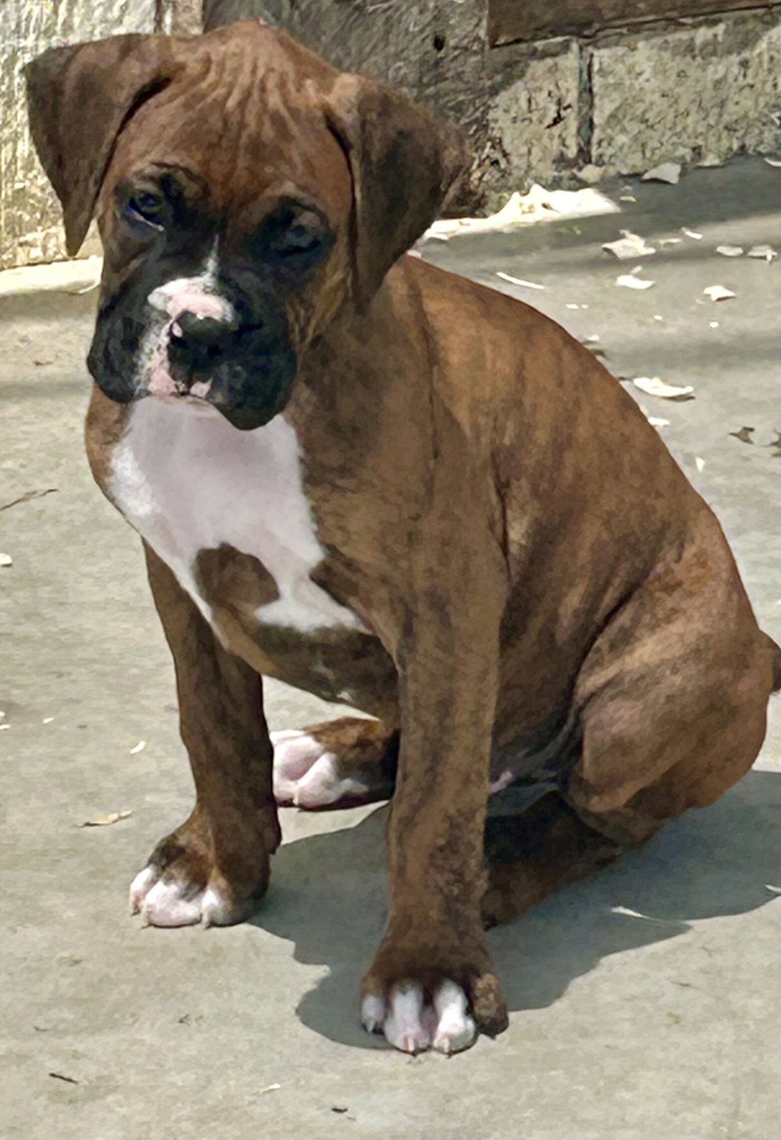 Boxer Puppies image 3