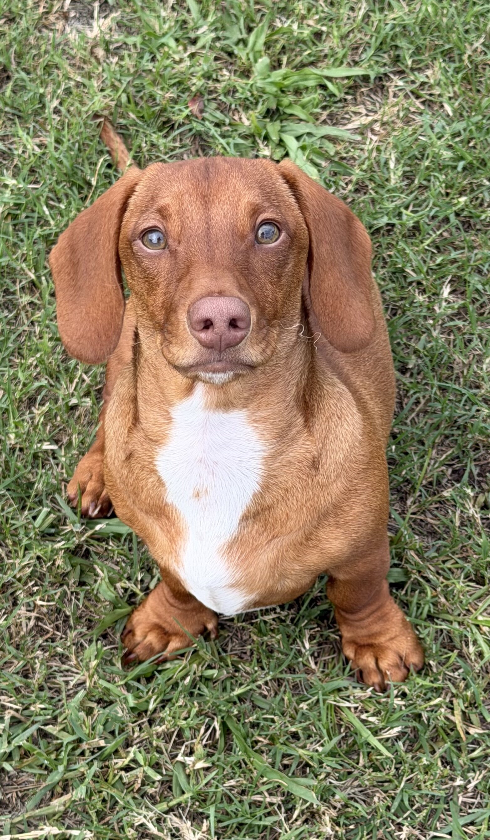 Mini dachshund image 1