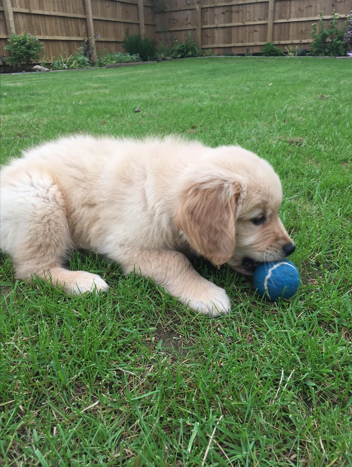 Golden Retriever Puppy - 9 Week Boy image 2