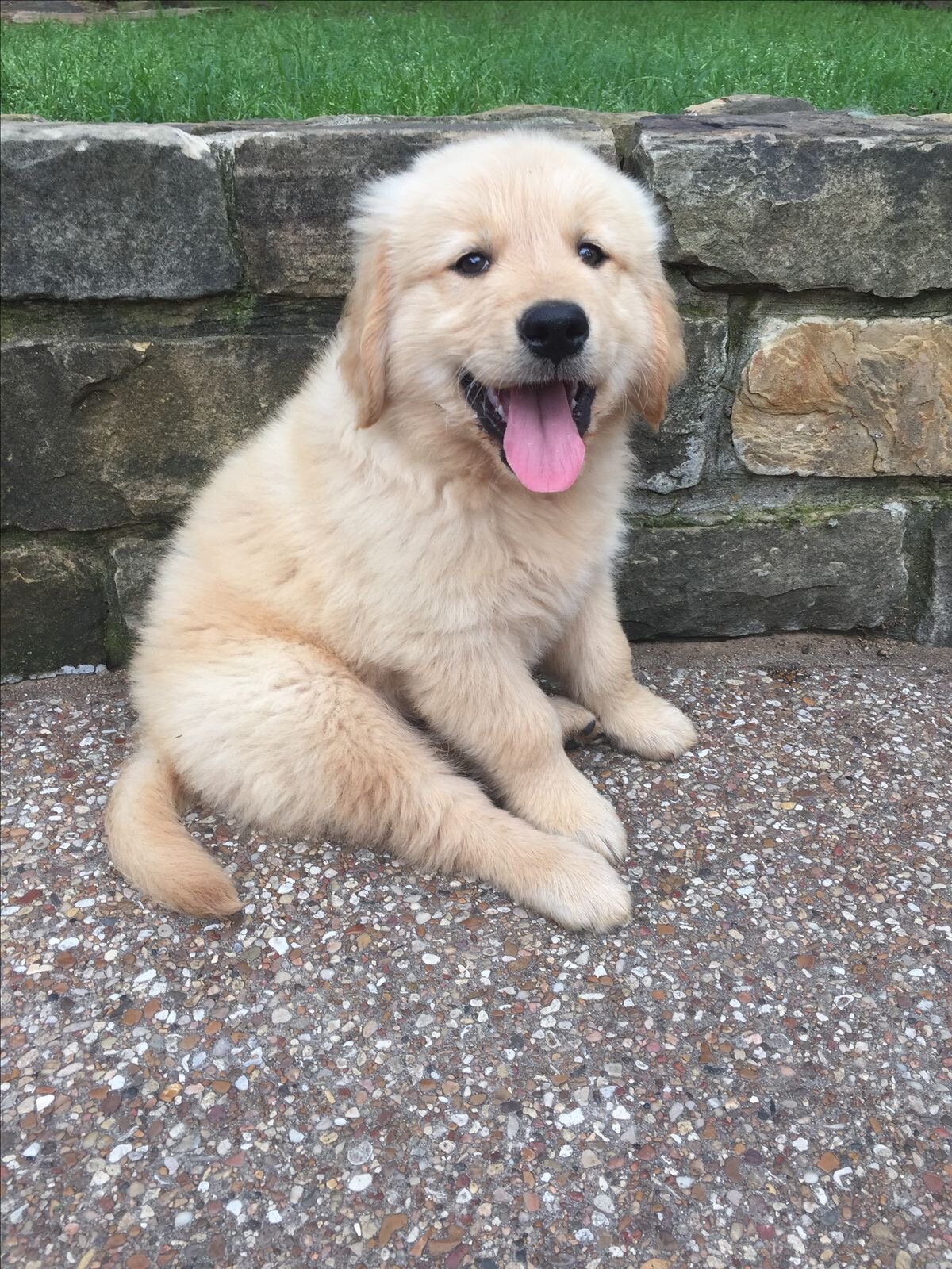 Golden Retriever Puppy - 9 Week Boy image 3
