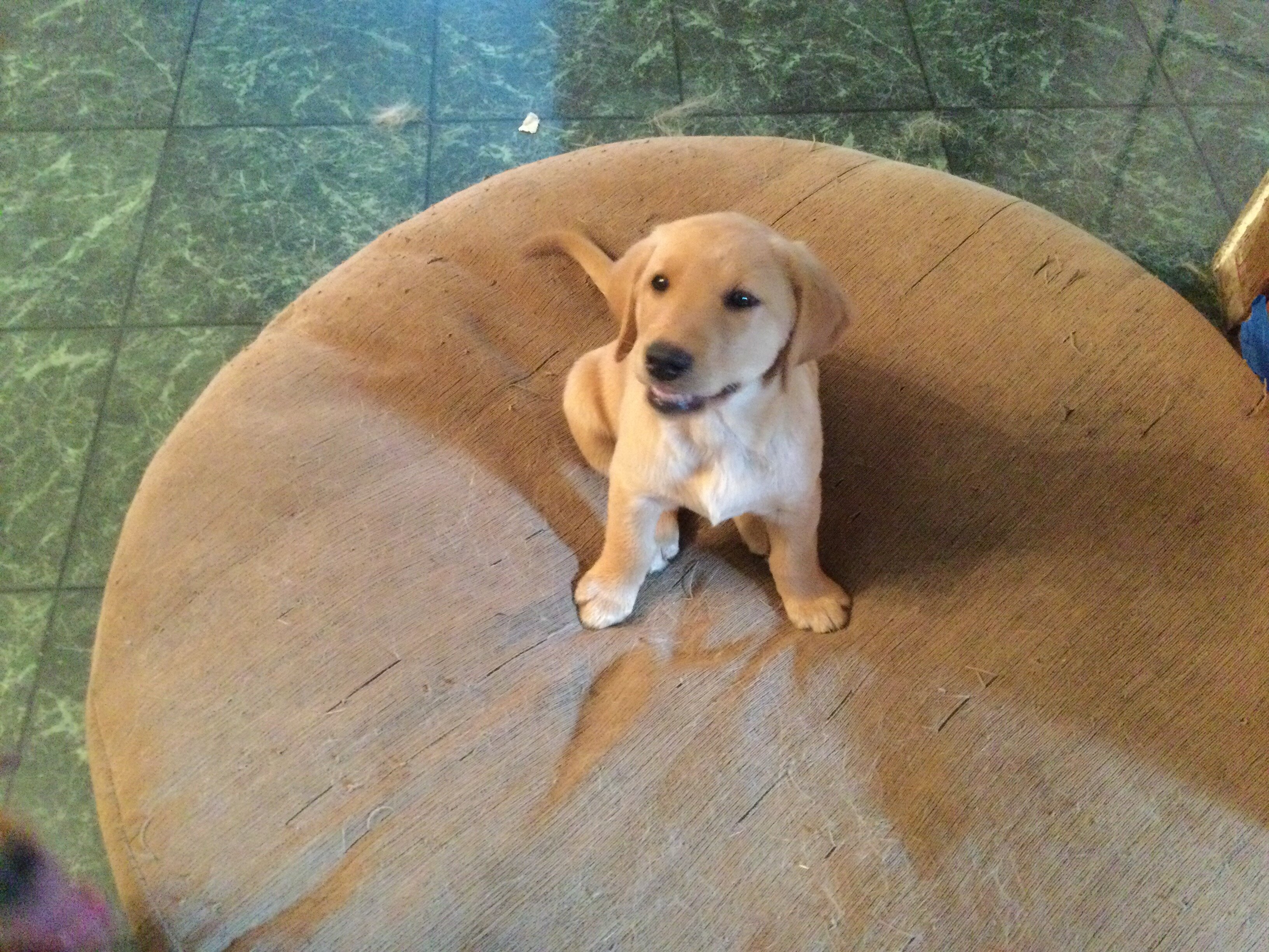 3/4 Labrador Retriever 1/4 Golden Retriever image 1