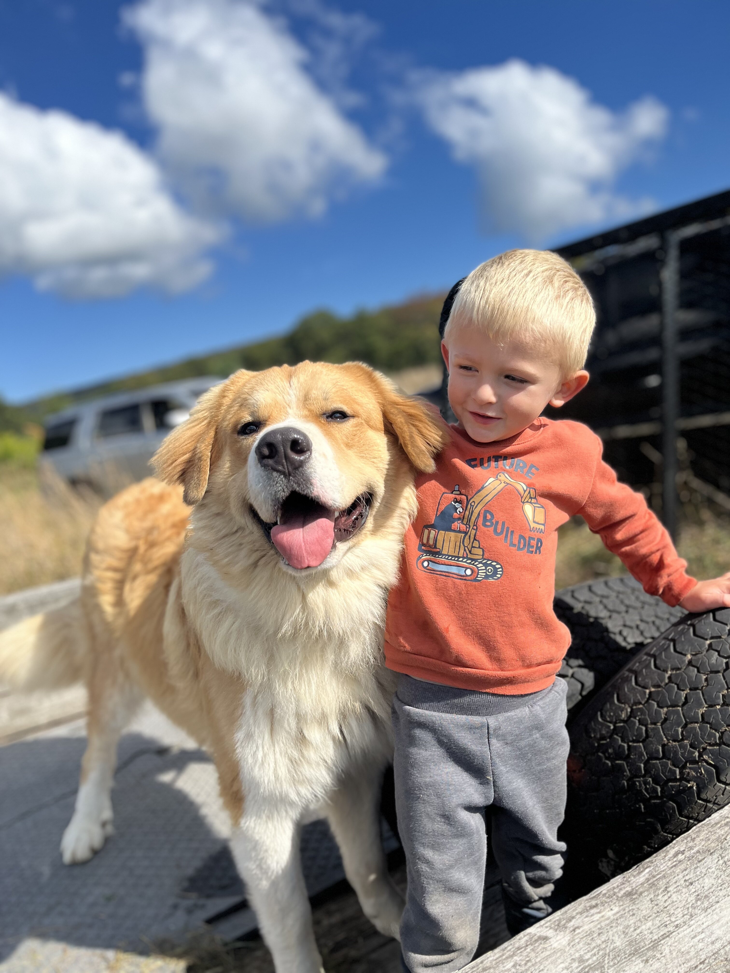2 year old Great Pyrenees/ Burmese mountain dog image 2
