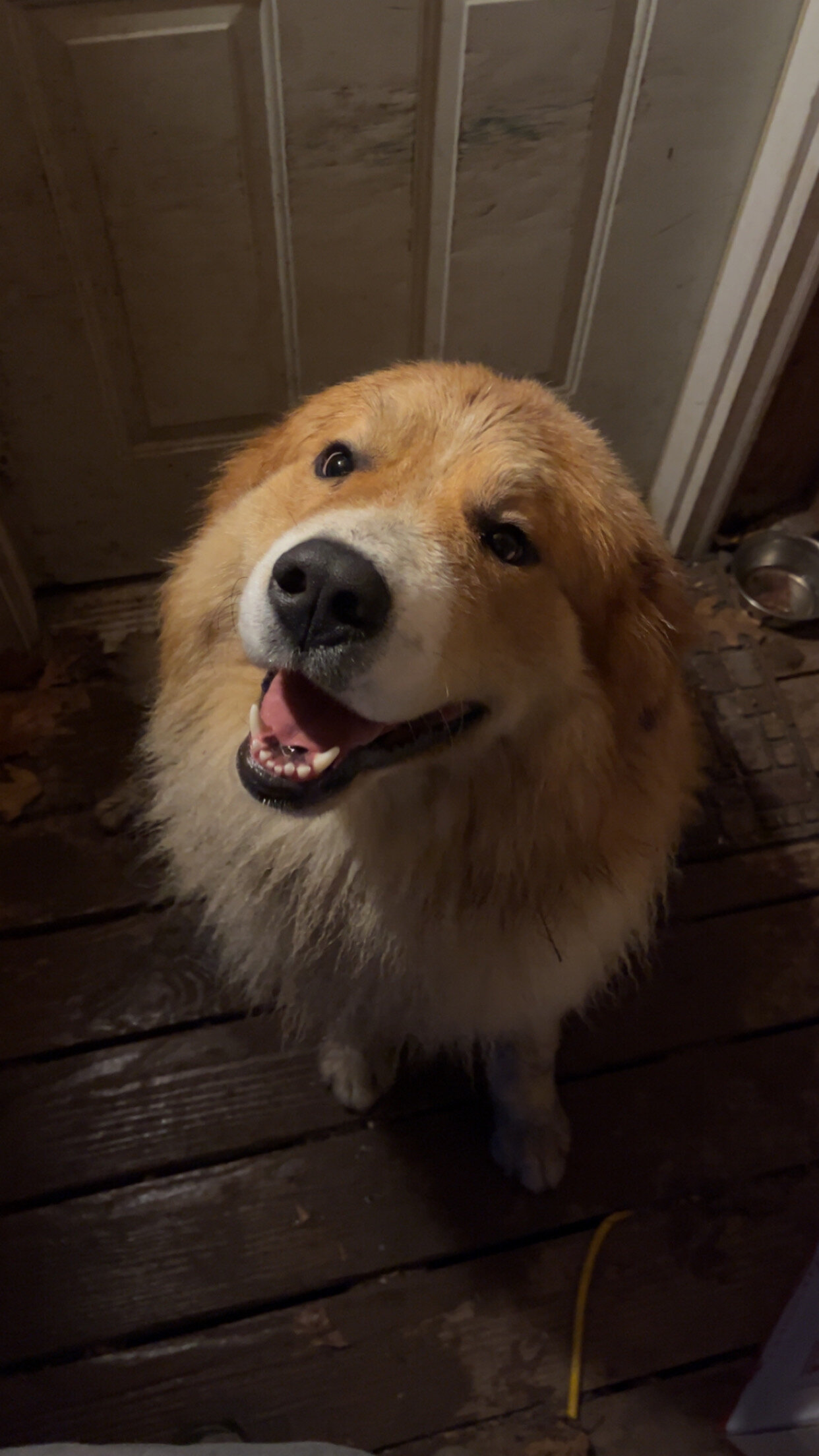 2 year old Great Pyrenees/ Burmese mountain dog image 1
