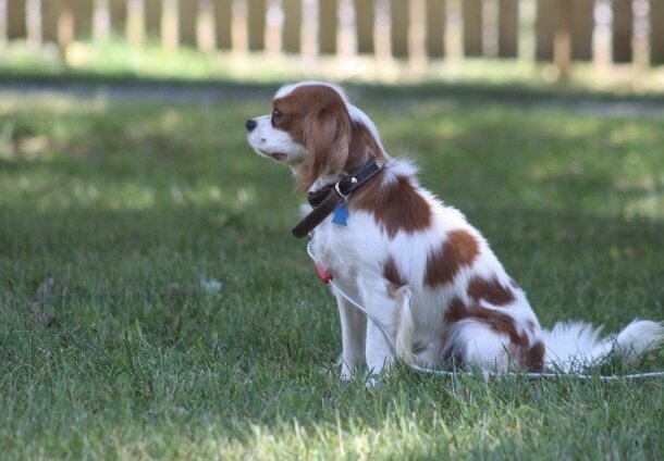 Cavalier puppies image 6
