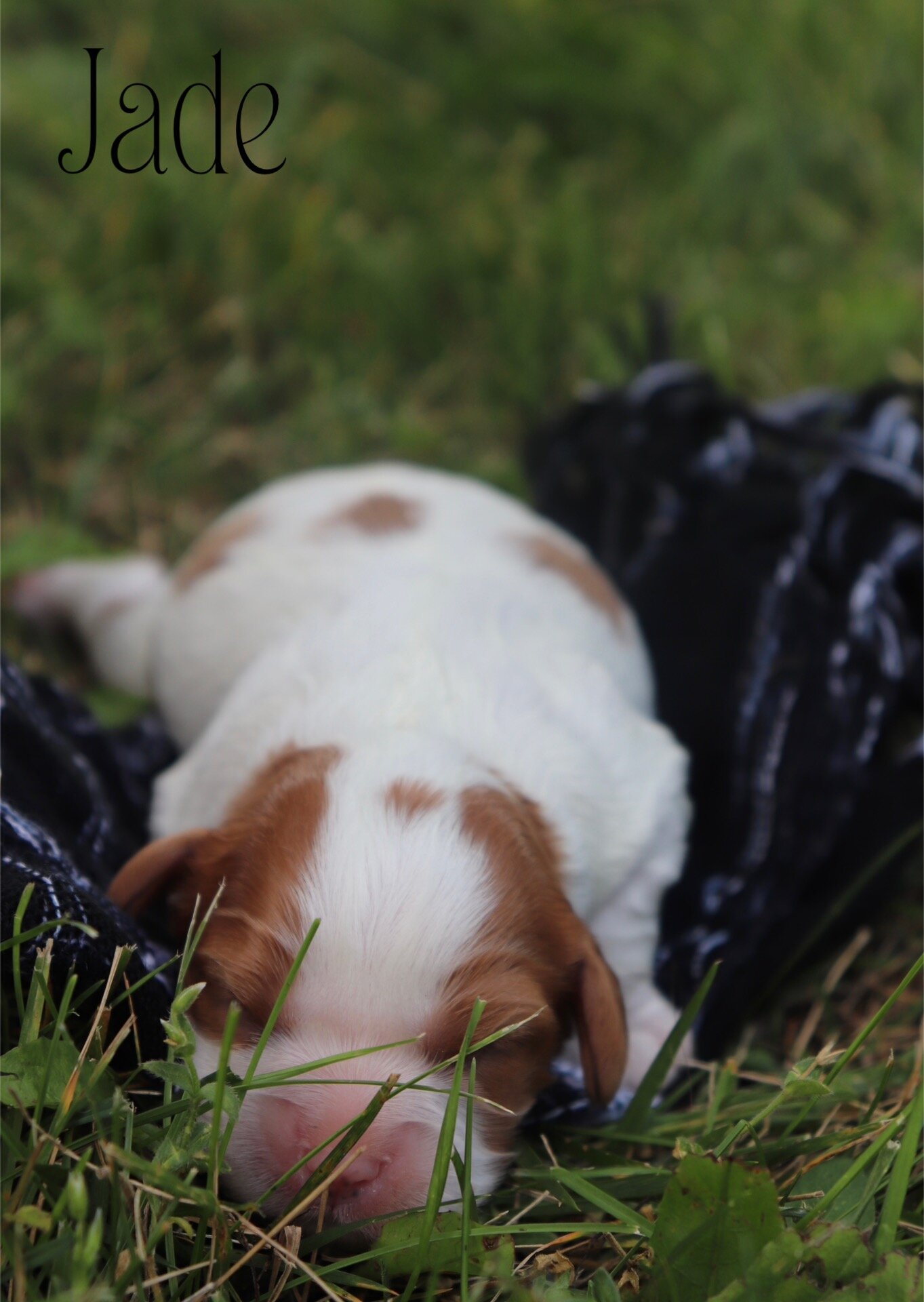 Cavalier puppies image 3
