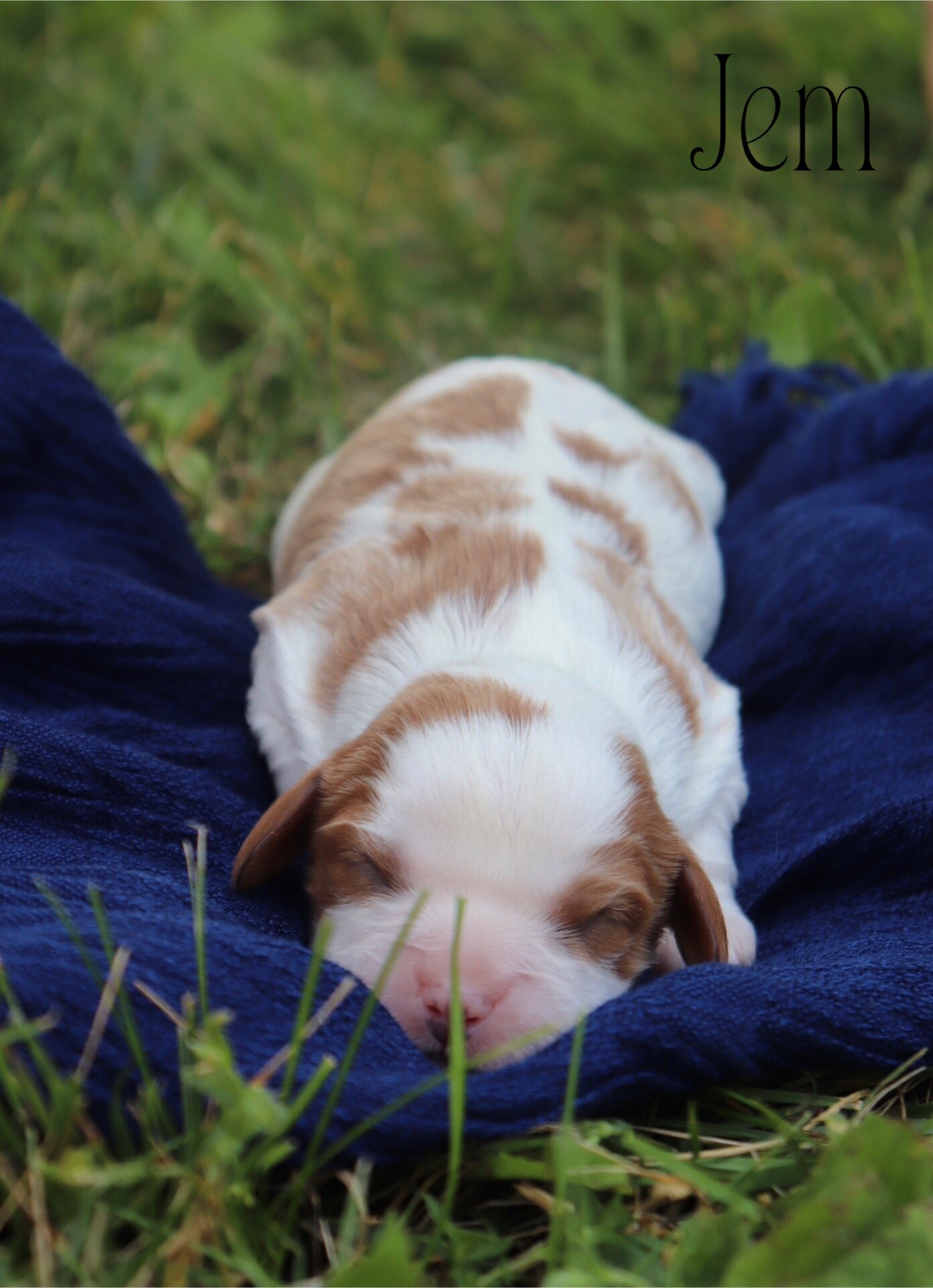 Cavalier puppies image 4
