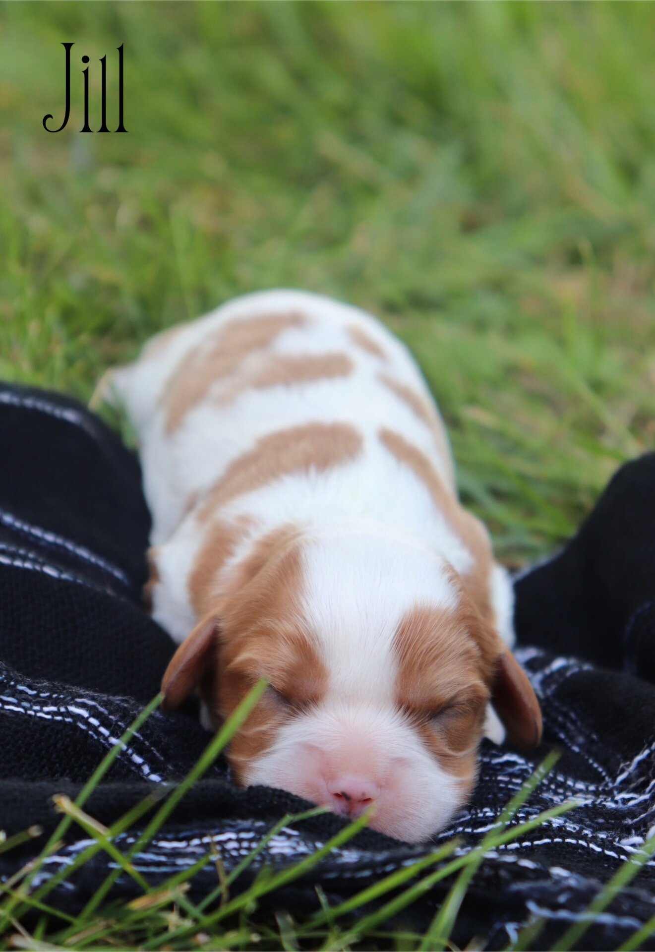 Cavalier puppies image 2