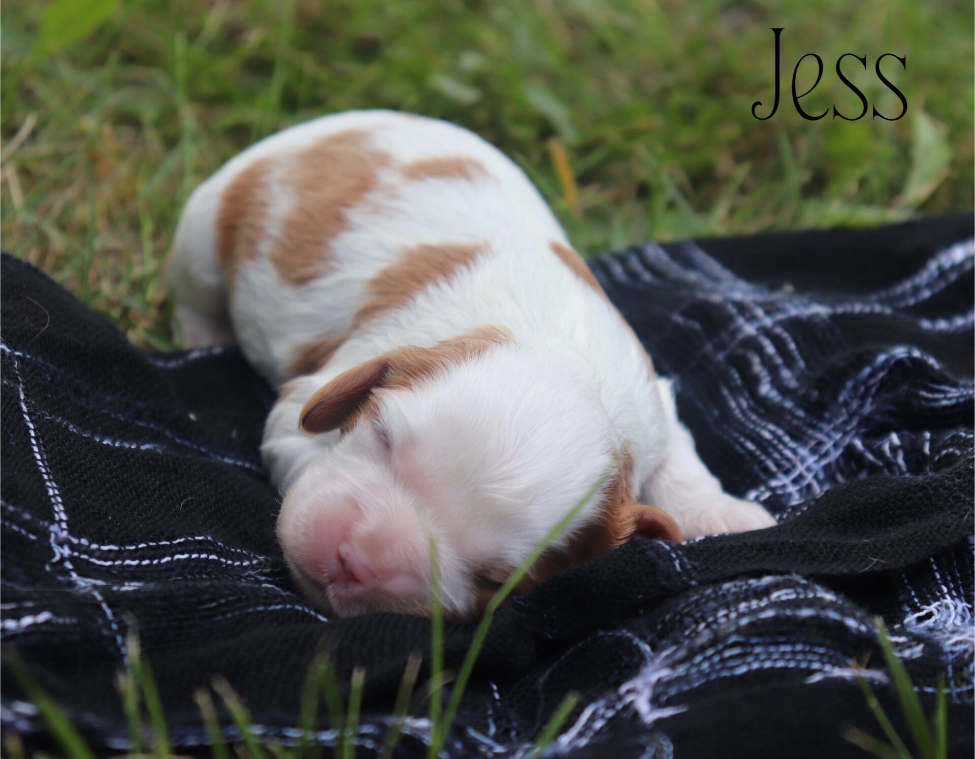 Cavalier puppies image 1