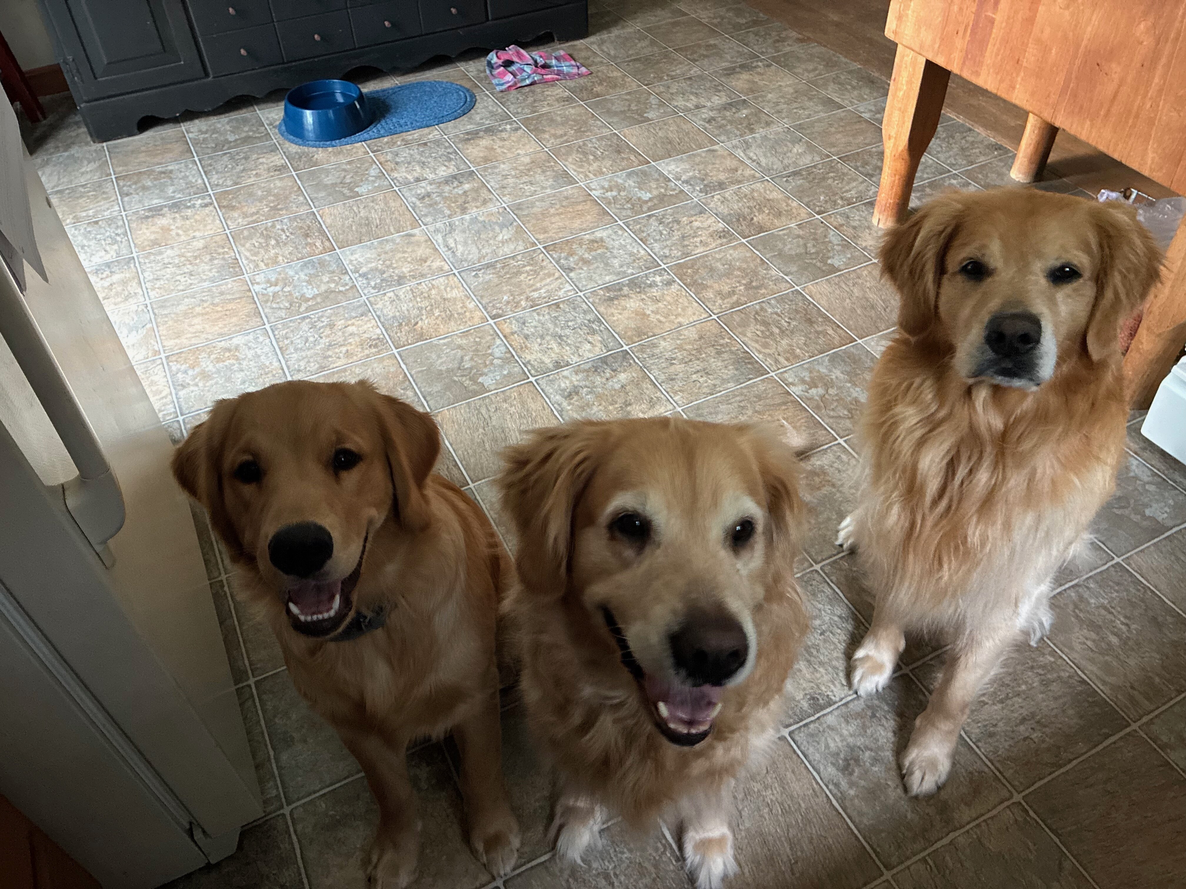 AKC Registered Golden Retriever Puppies image 1