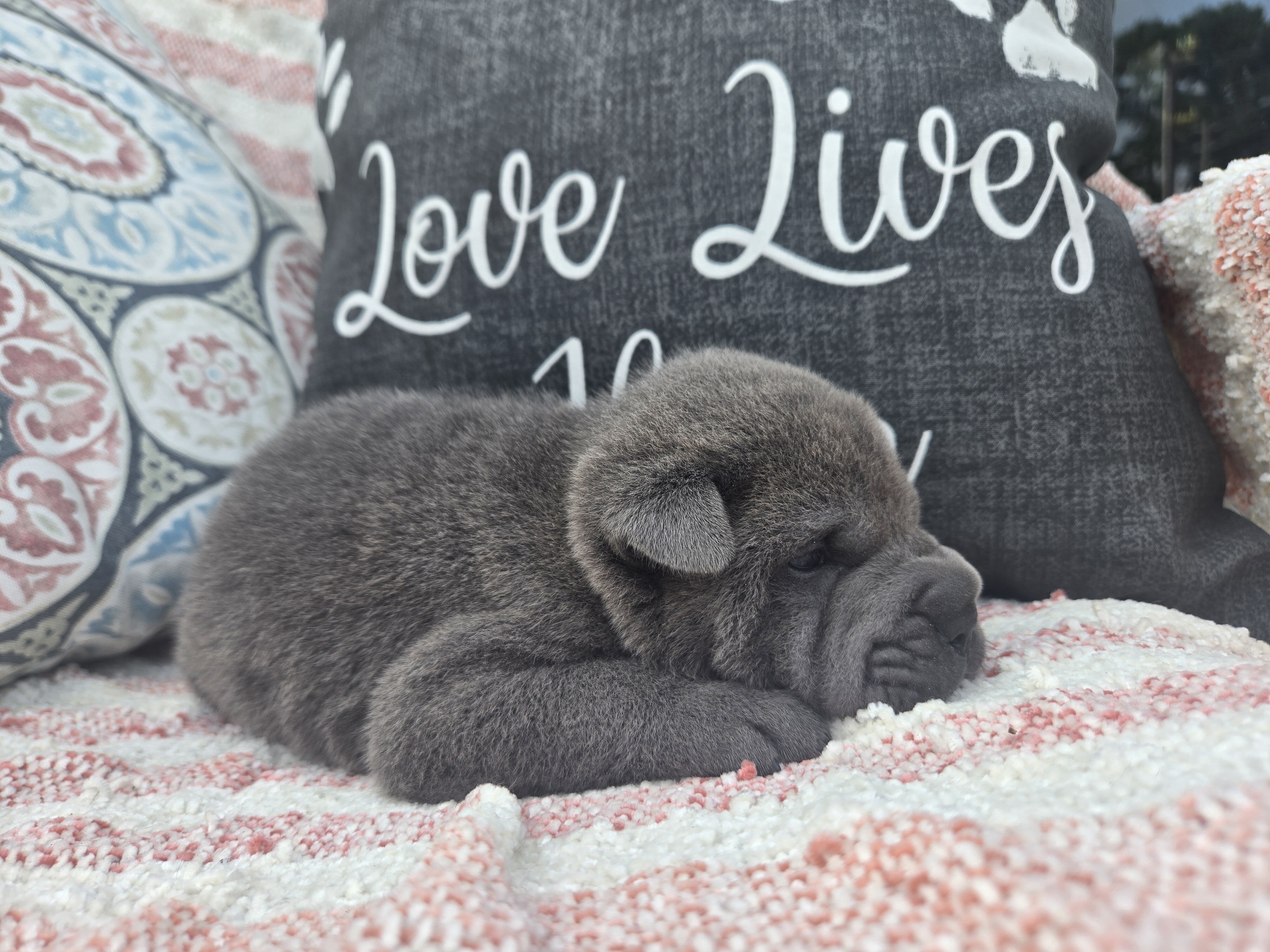 Shar-pei Boy image 7