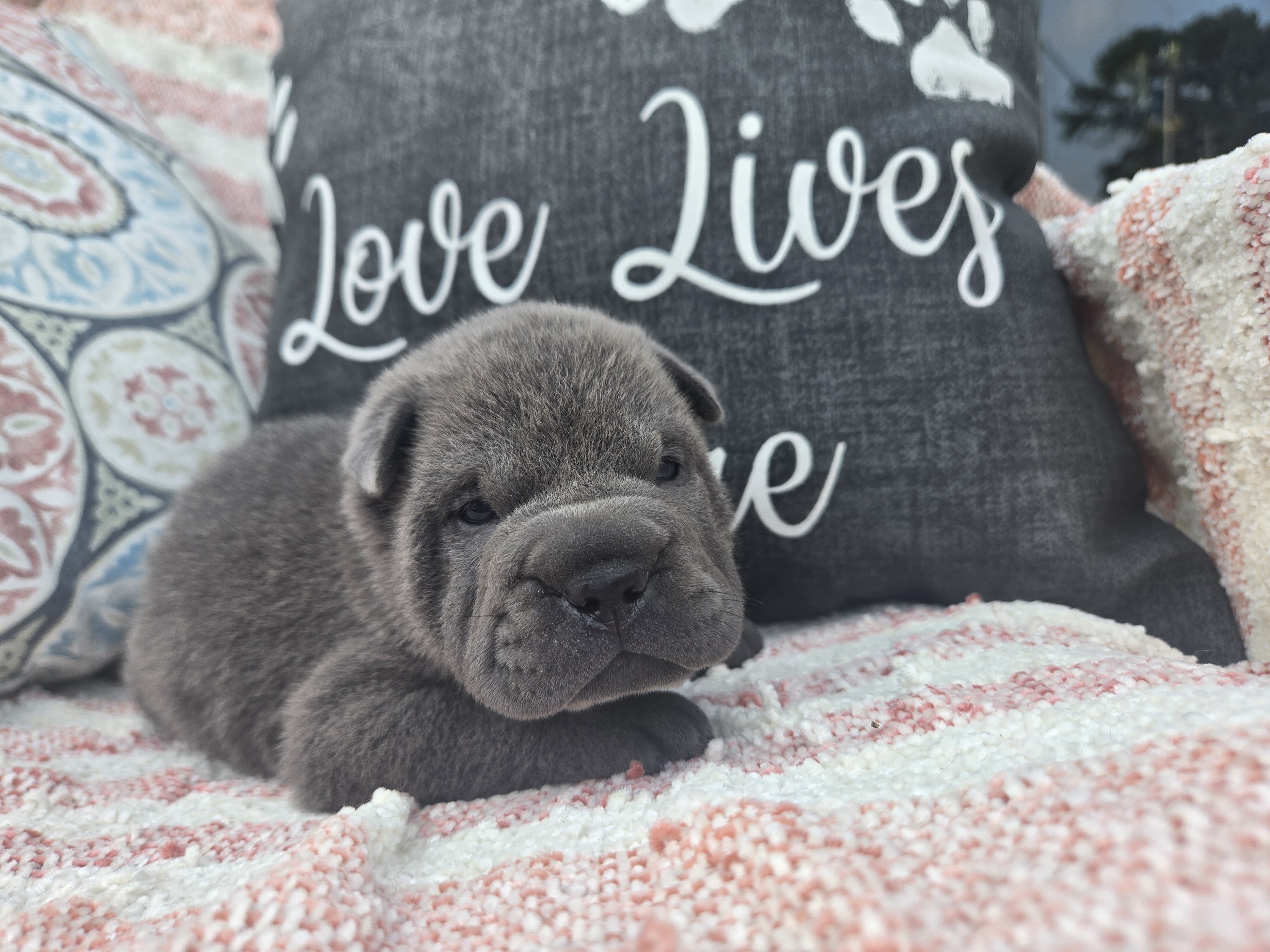Shar-pei Boy image 6
