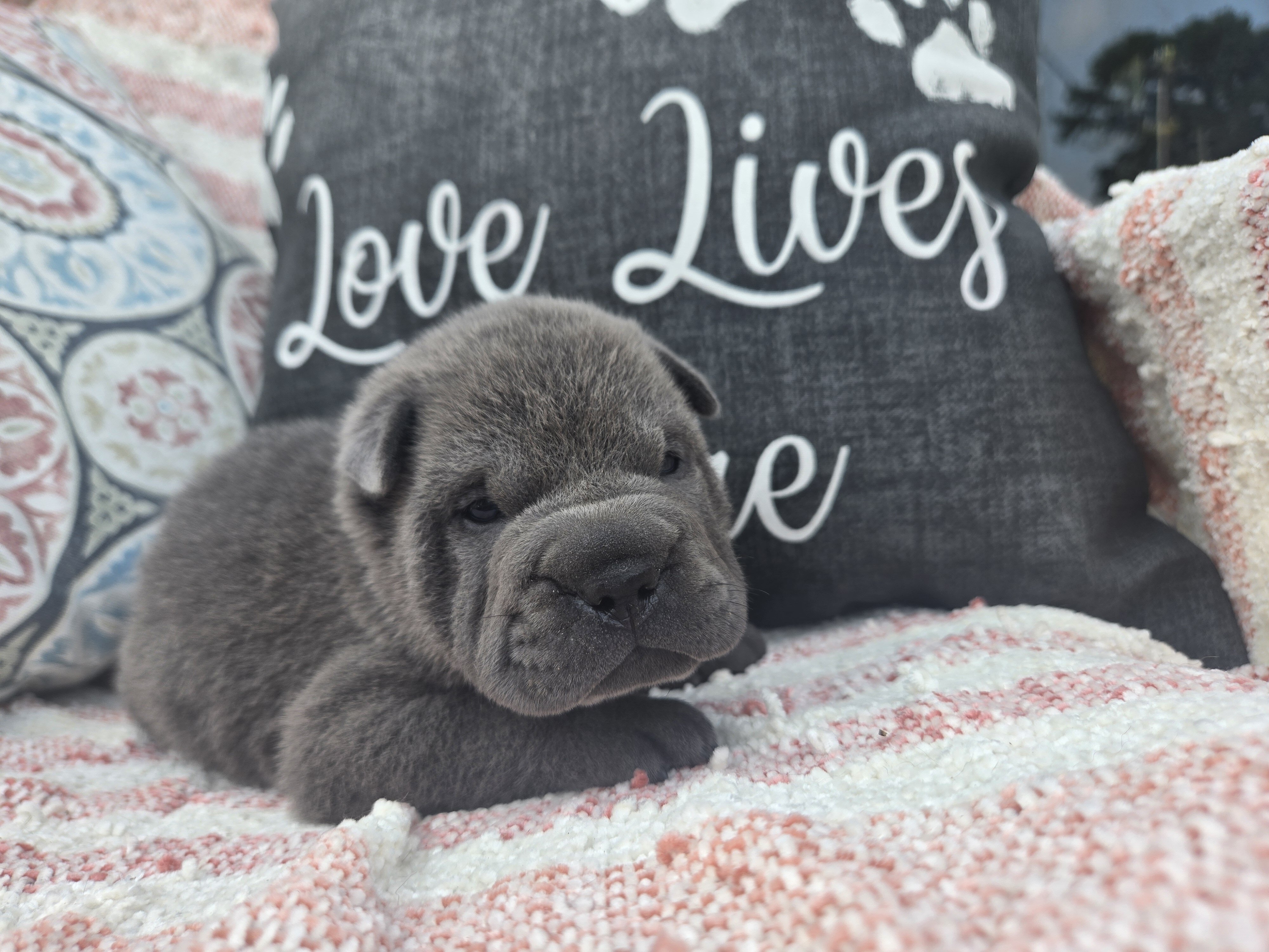 Shar-pei Boy image 5