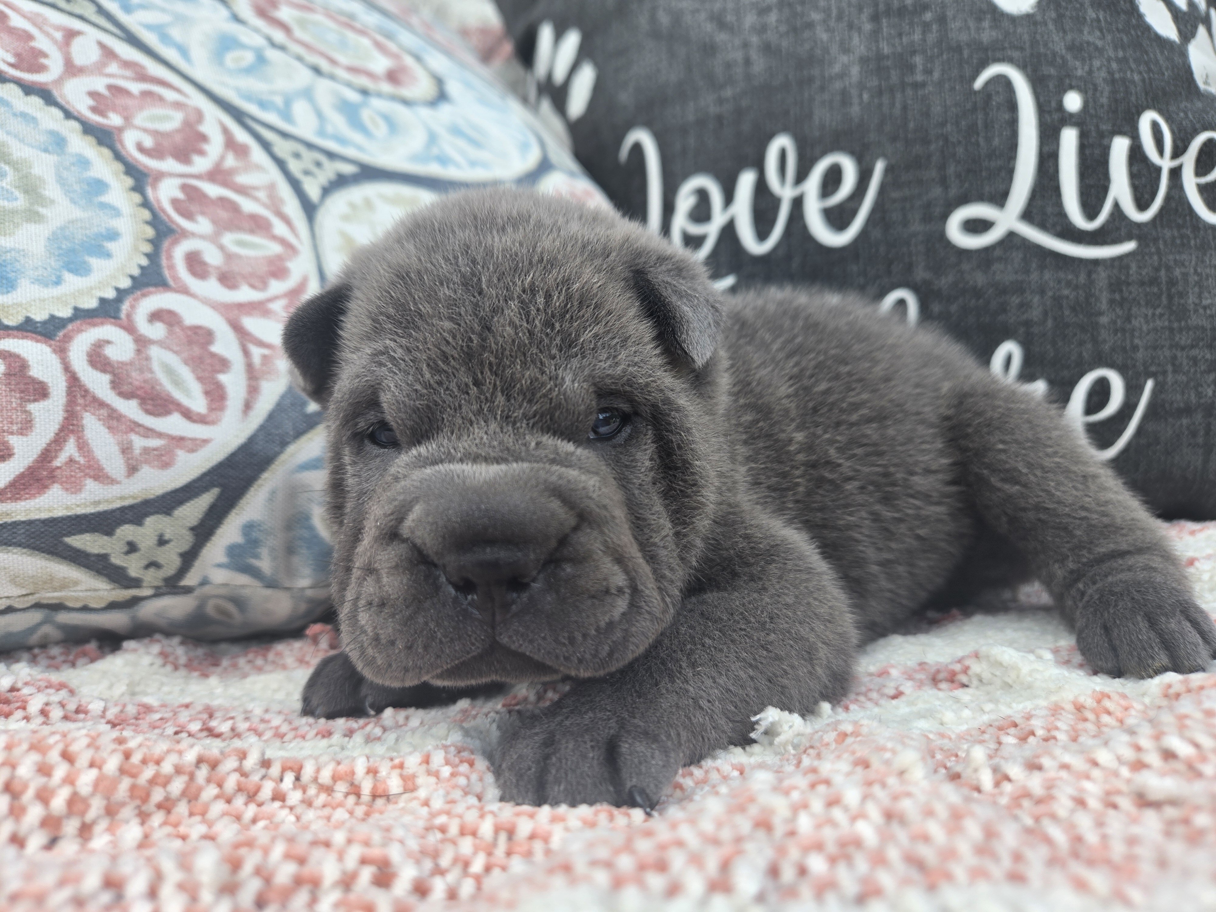 Shar-pei Boy image 4