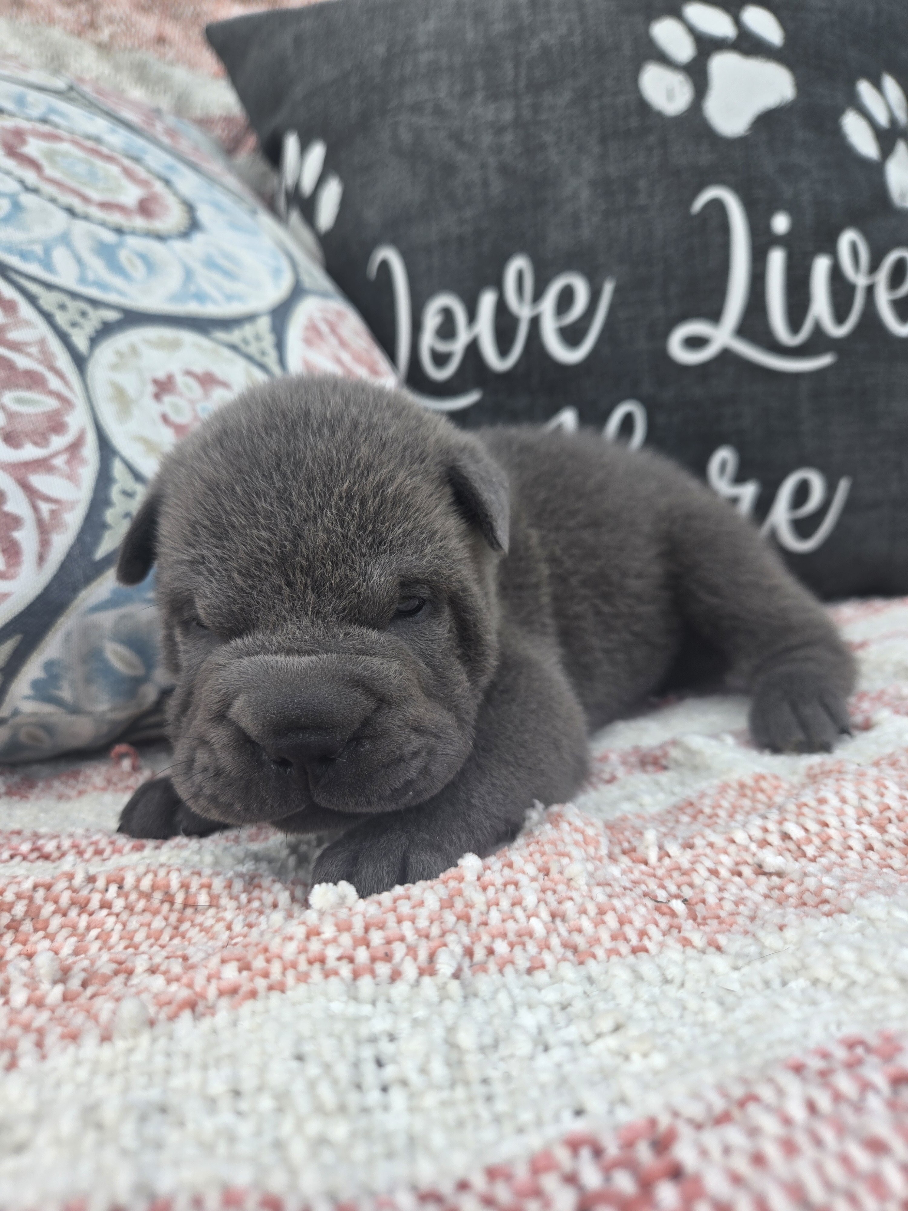 Shar-pei Boy image 3