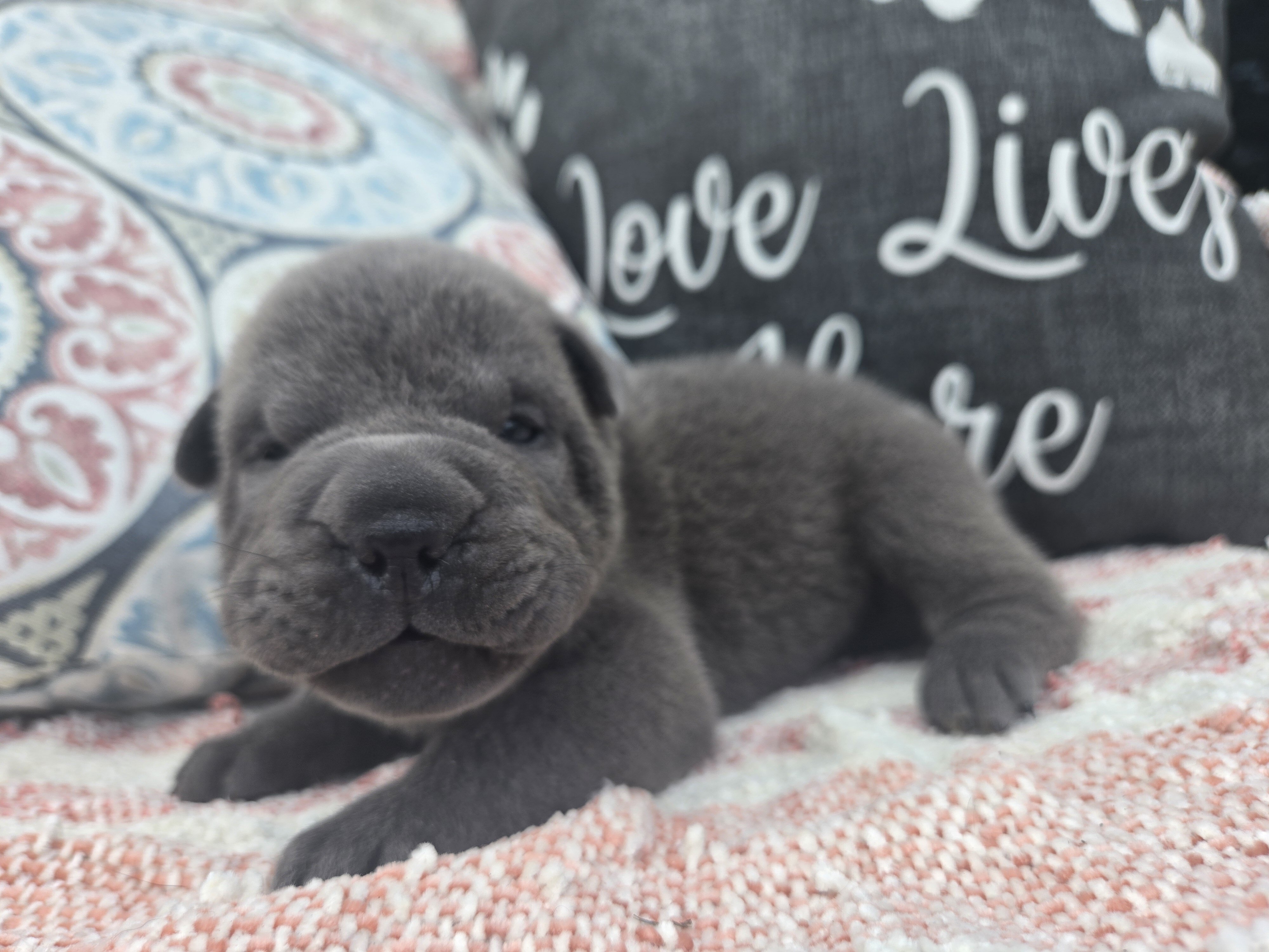 Shar-pei Boy image 2