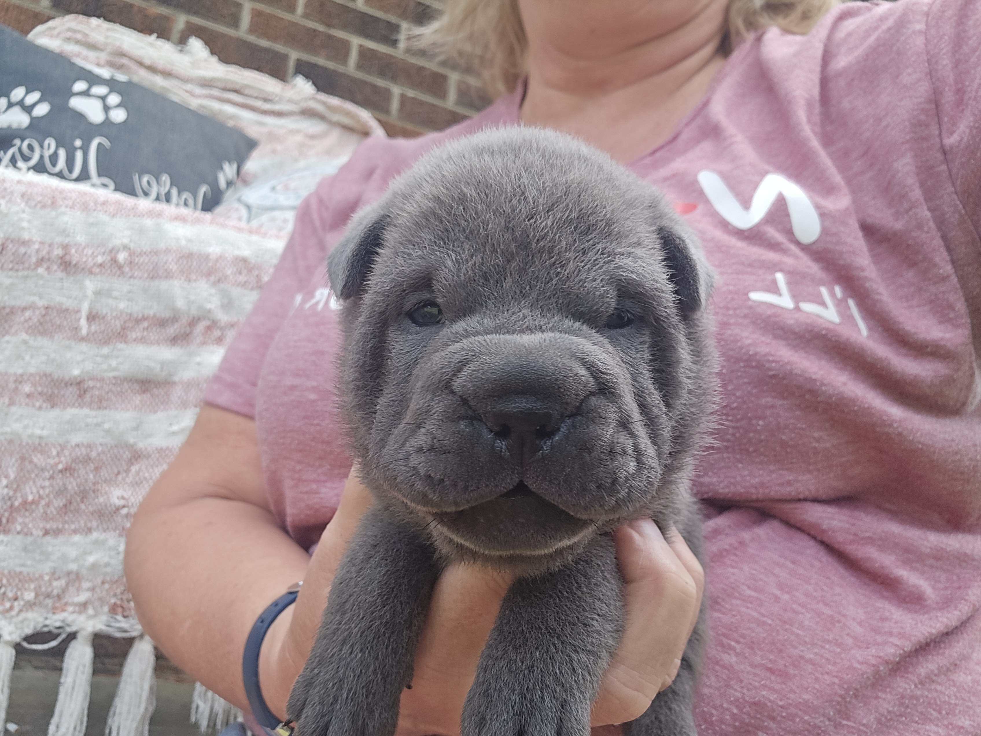Shar-pei Boy image 1