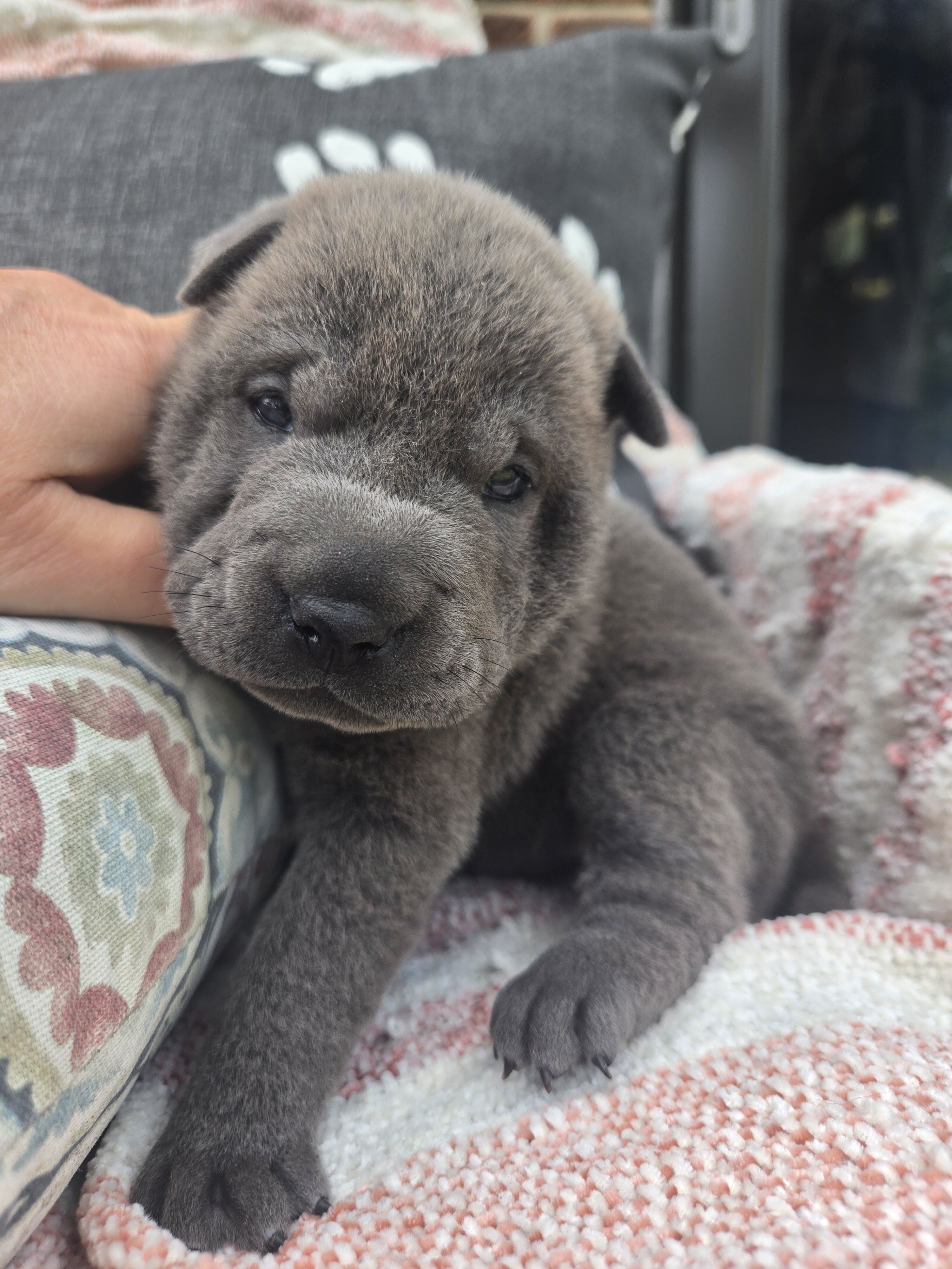 Shar-pei Girl image 1