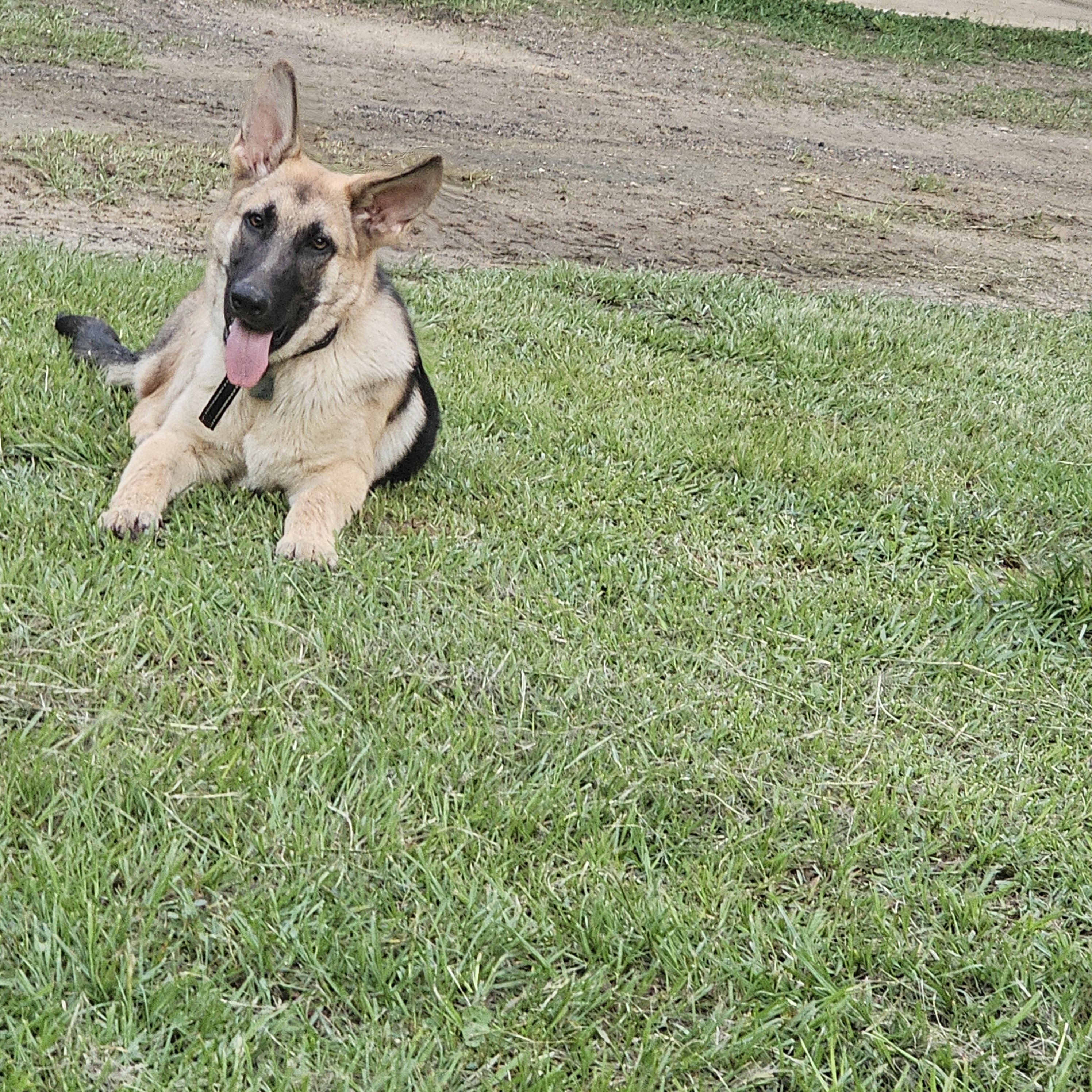 Male German Shepherd image 2