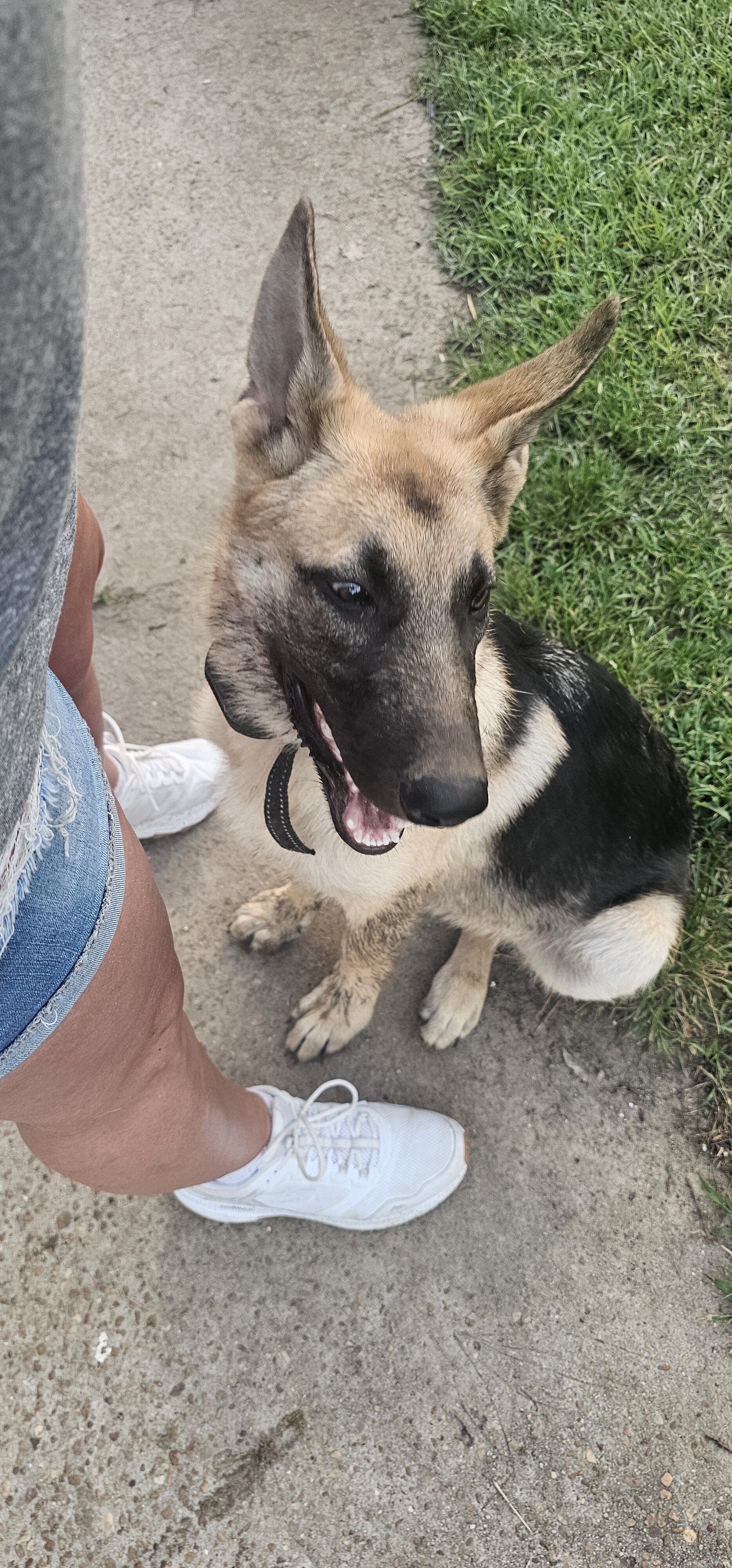 Male German Shepherd image 1