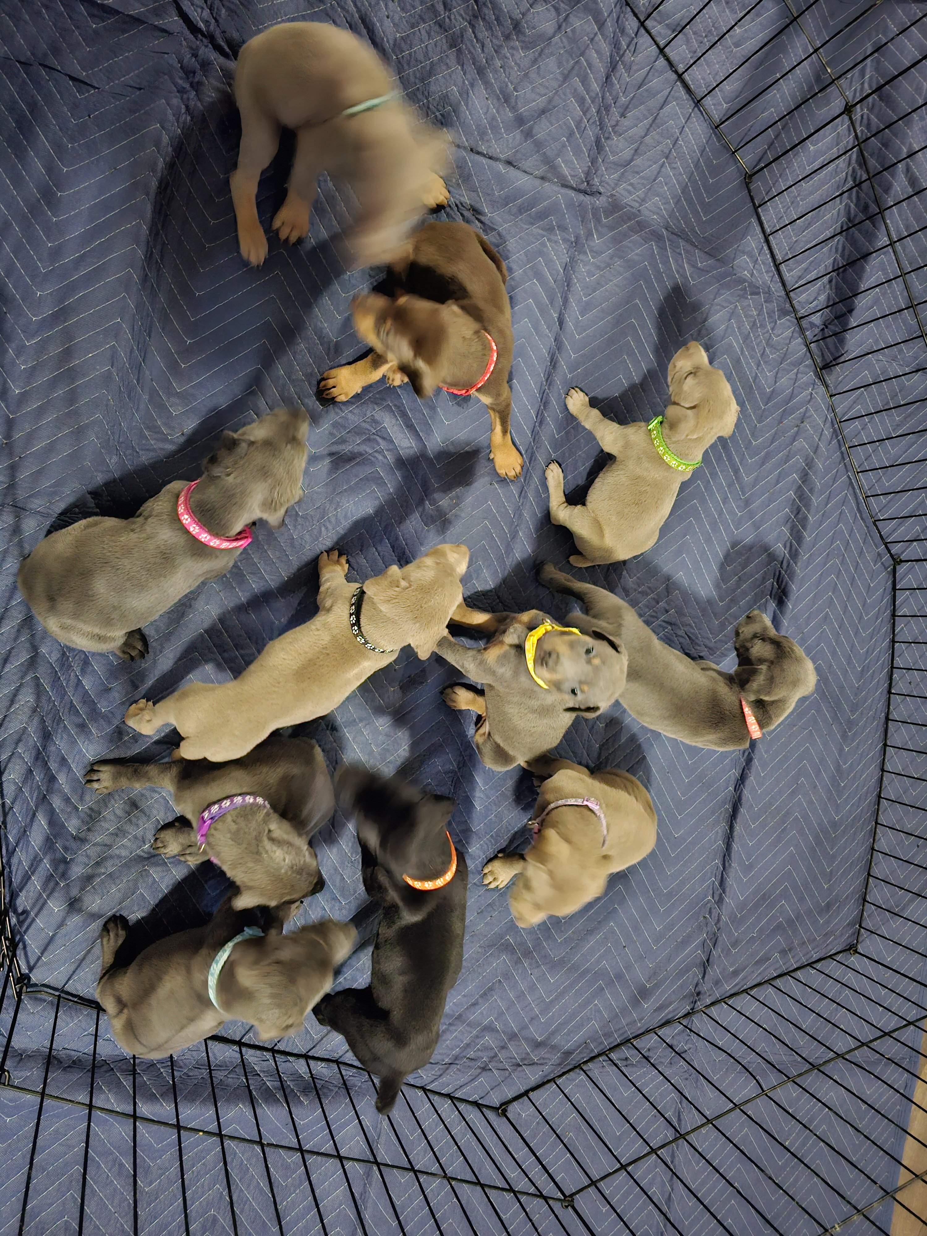 Doberman Puppies image 1