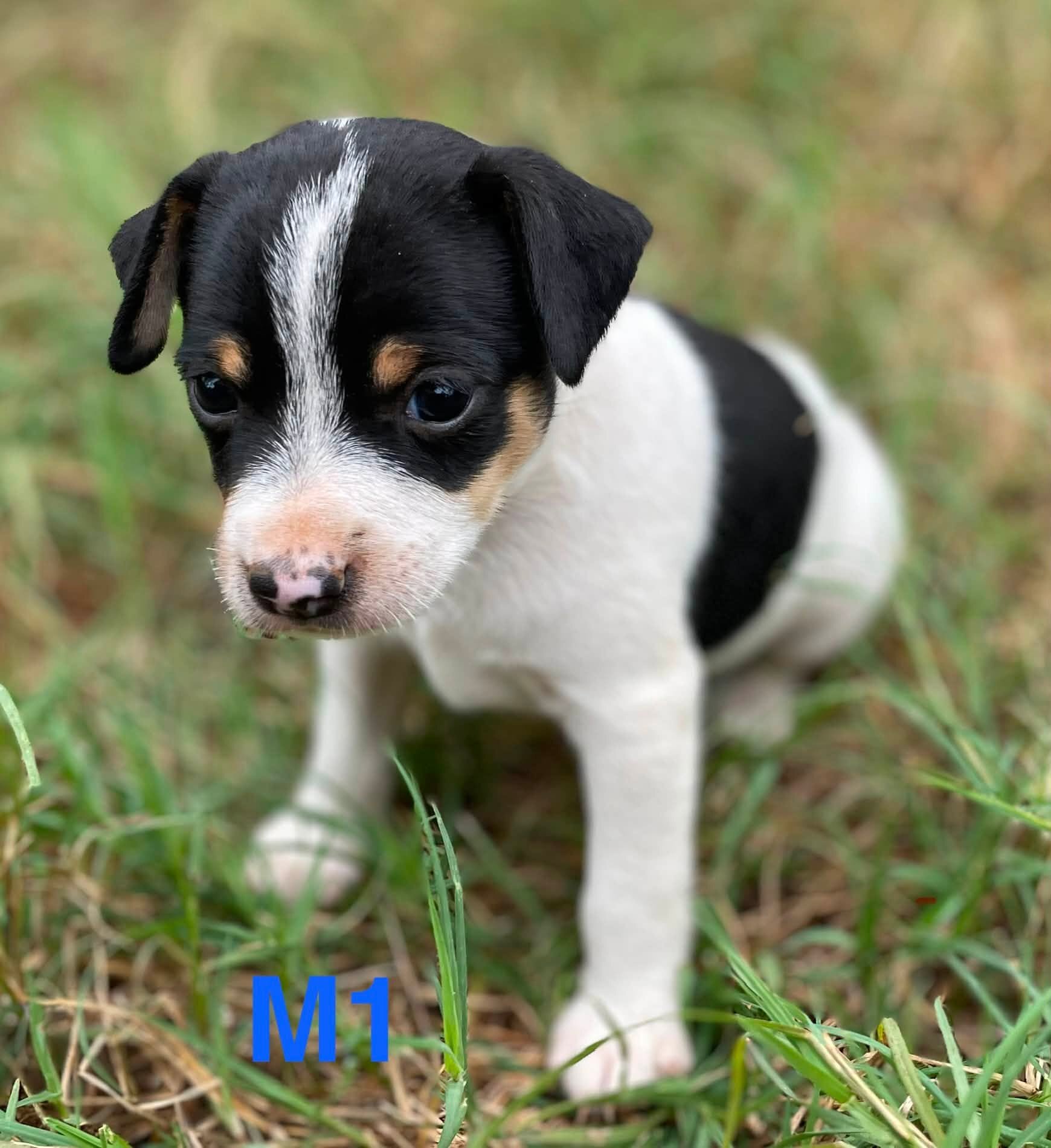 Miniature Rat Terrier Puppies image 1