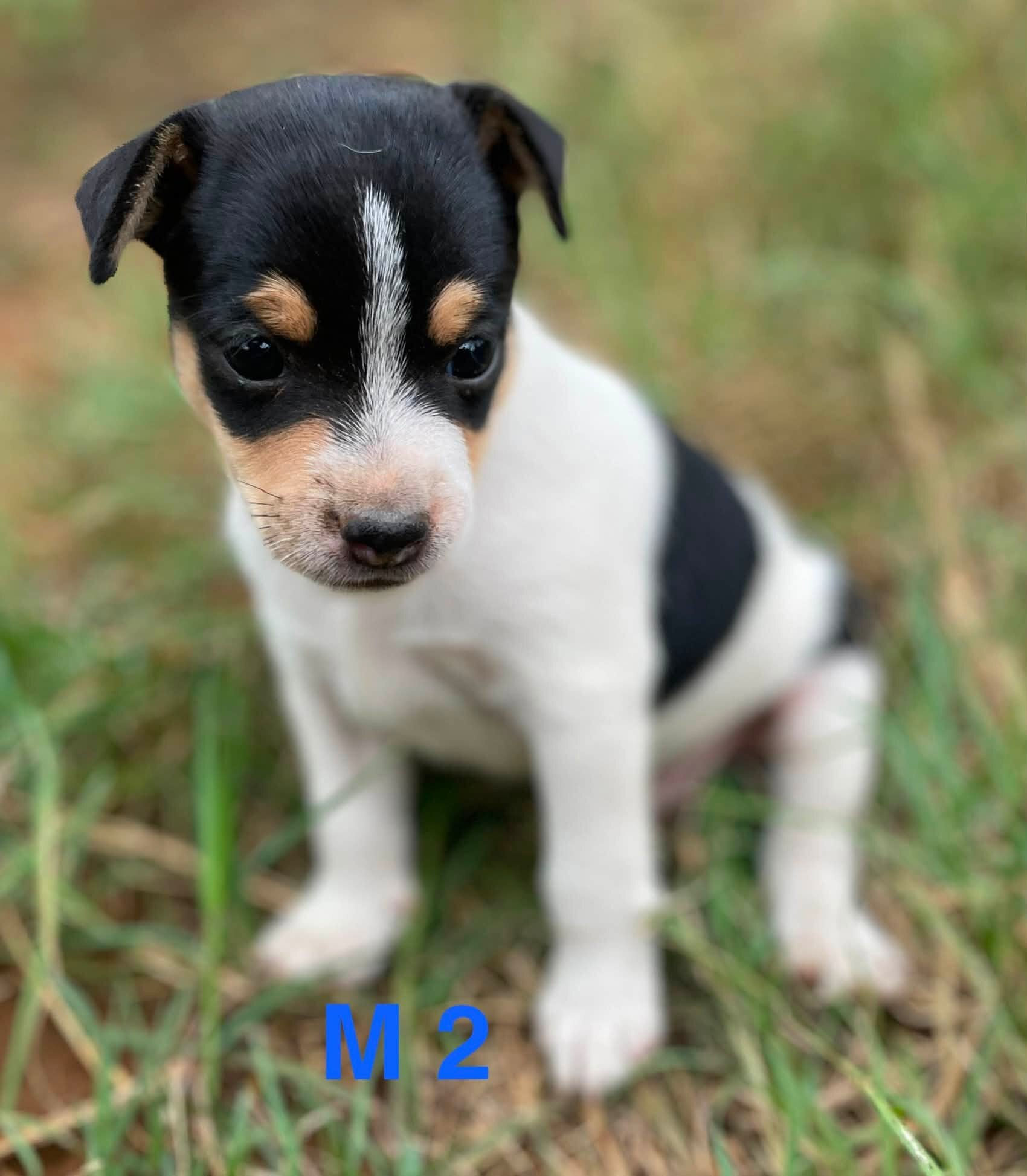 Miniature Rat Terrier Puppies image 2