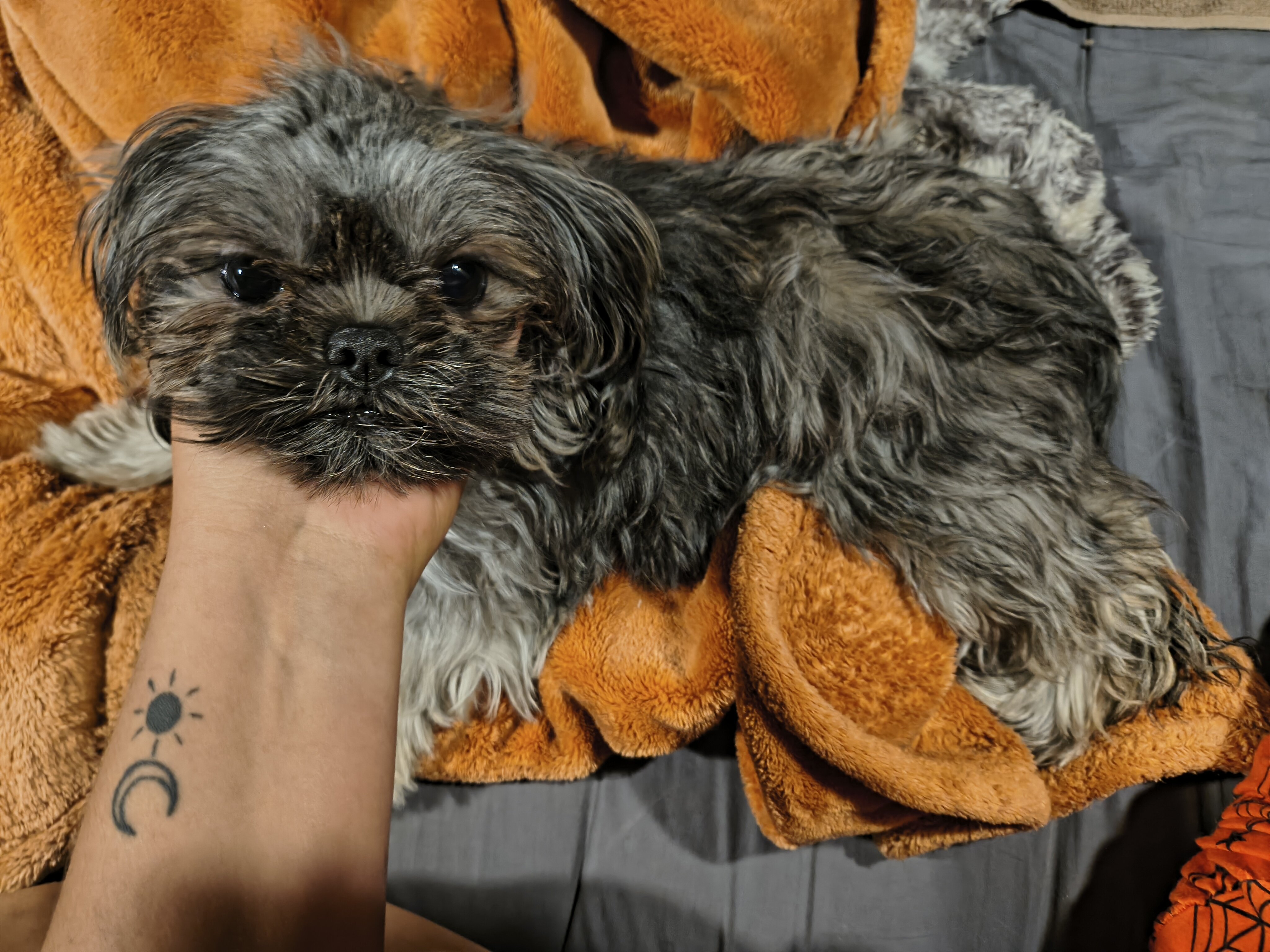 Precious Shihtzu image 2