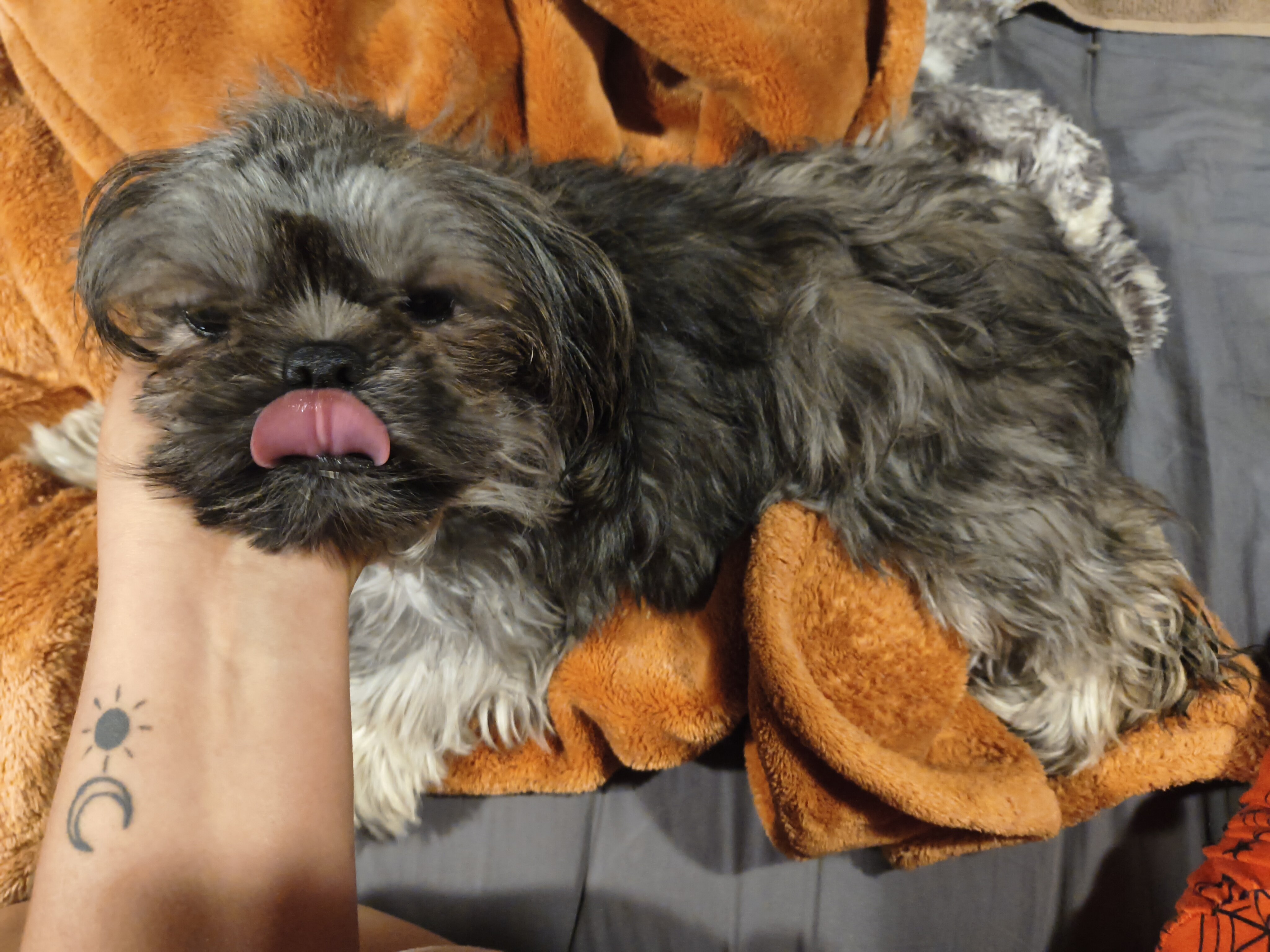 Precious Shihtzu image 1