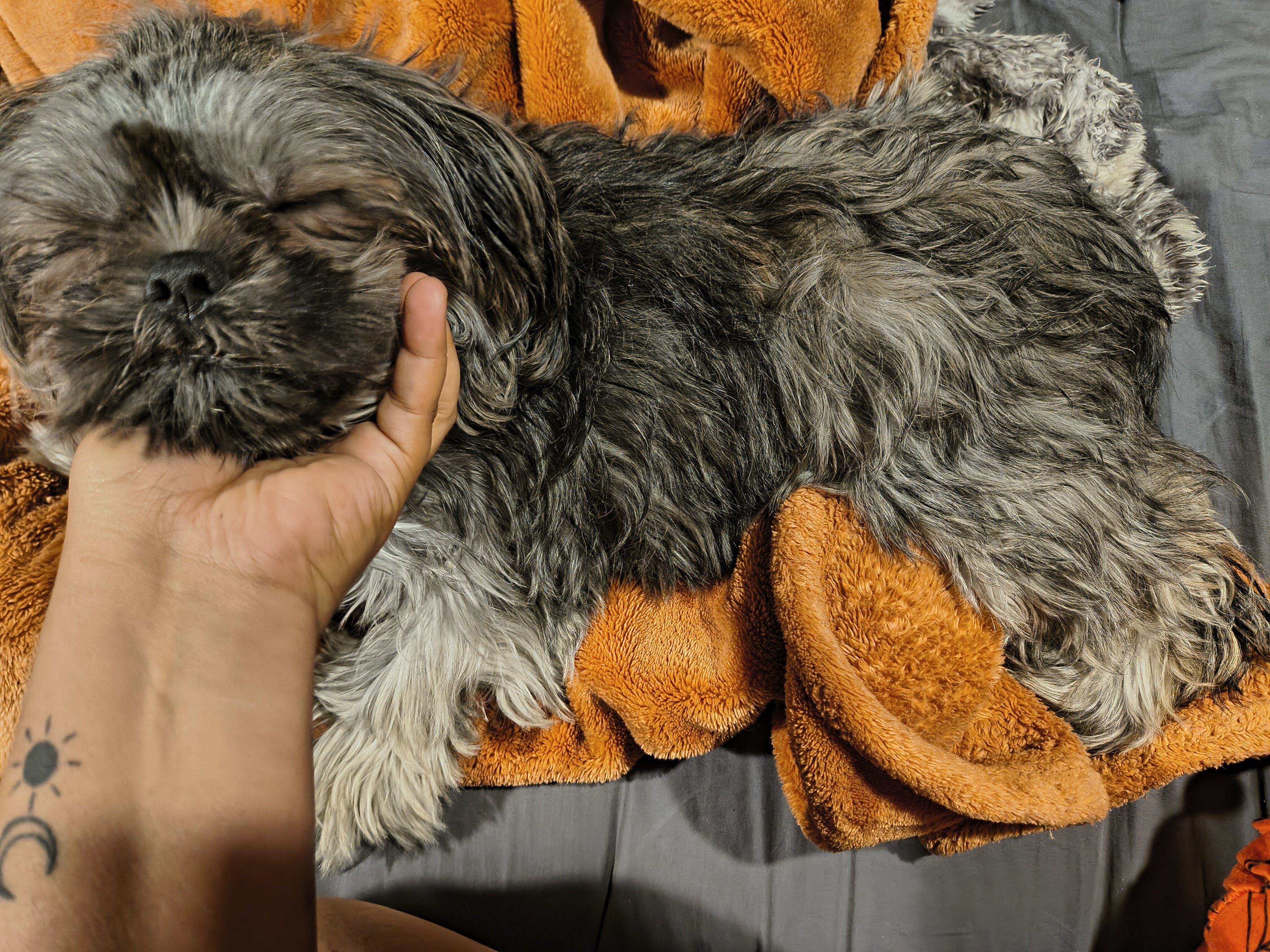 Precious Shihtzu image 3