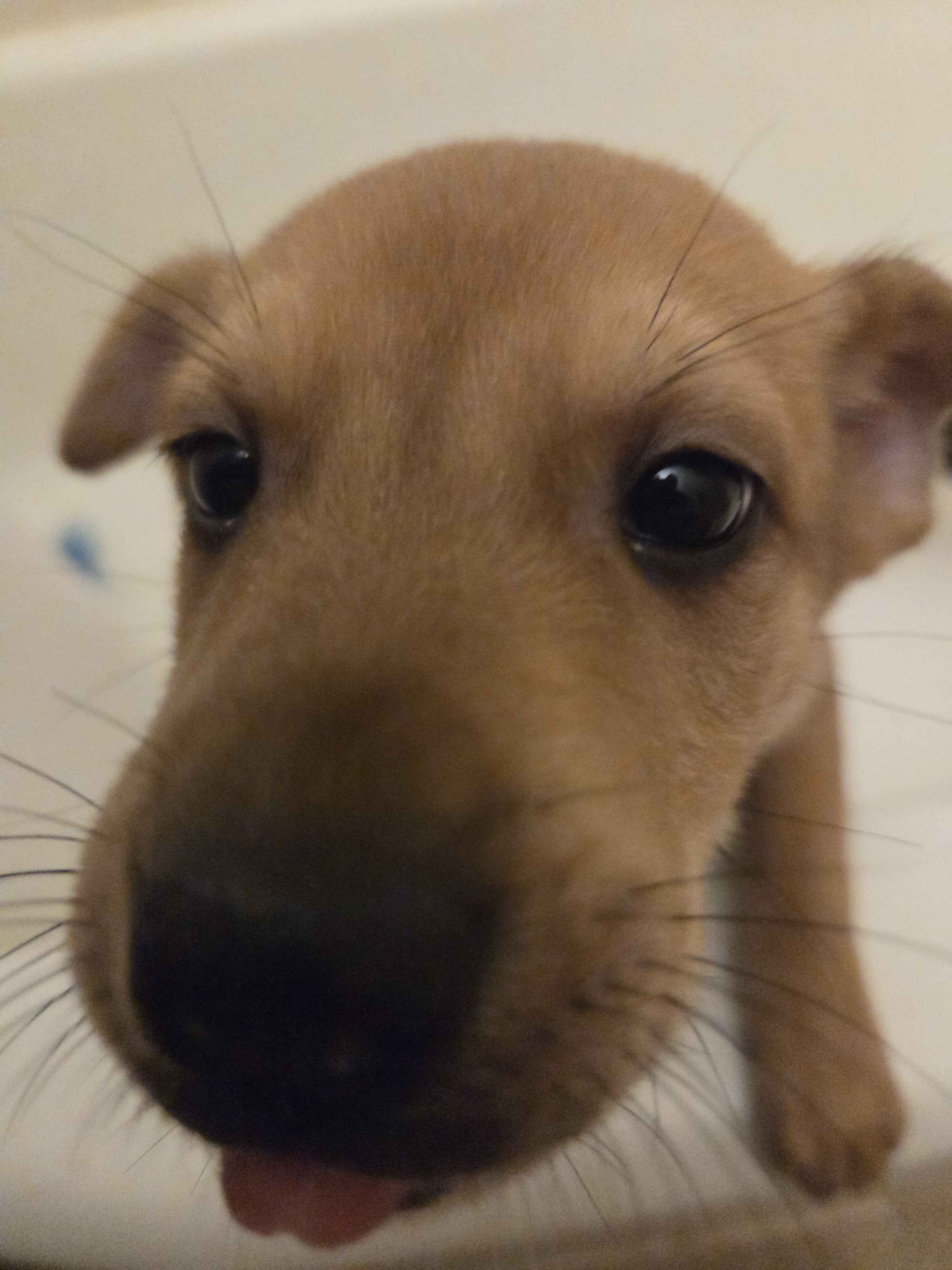 Male Mixed Breed Puppy image 1