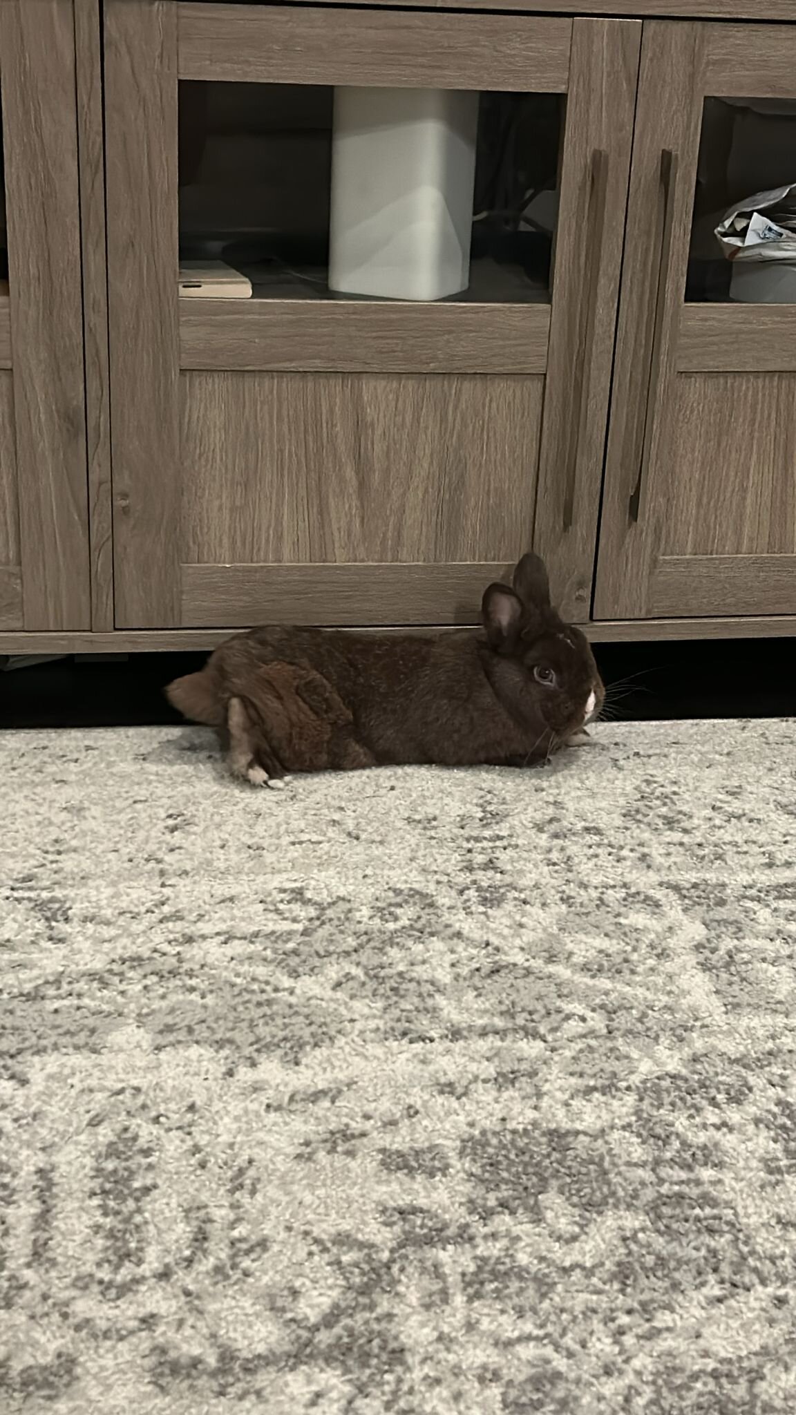 Netherland Dwarf Rabbit image 2