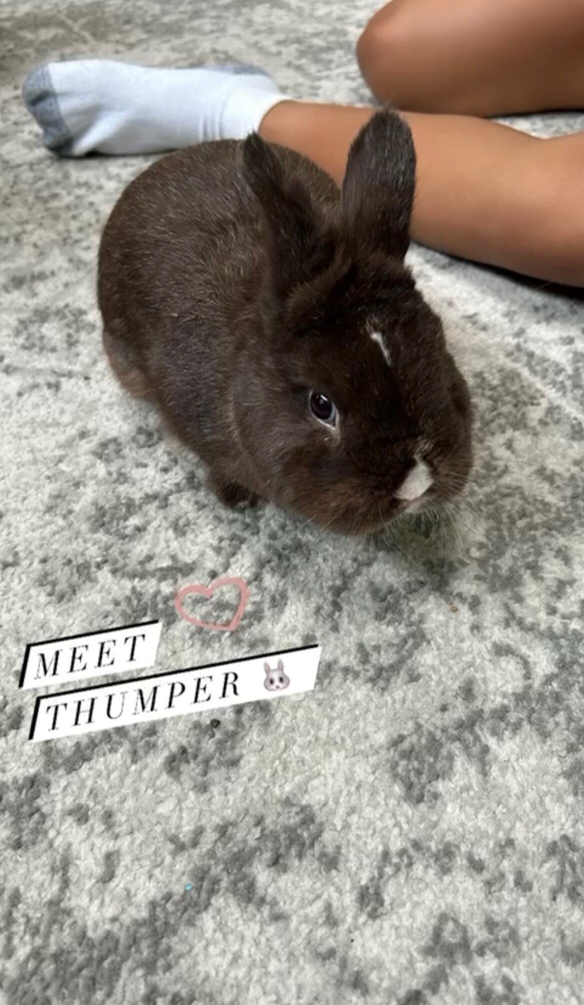 Netherland Dwarf Rabbit image 1