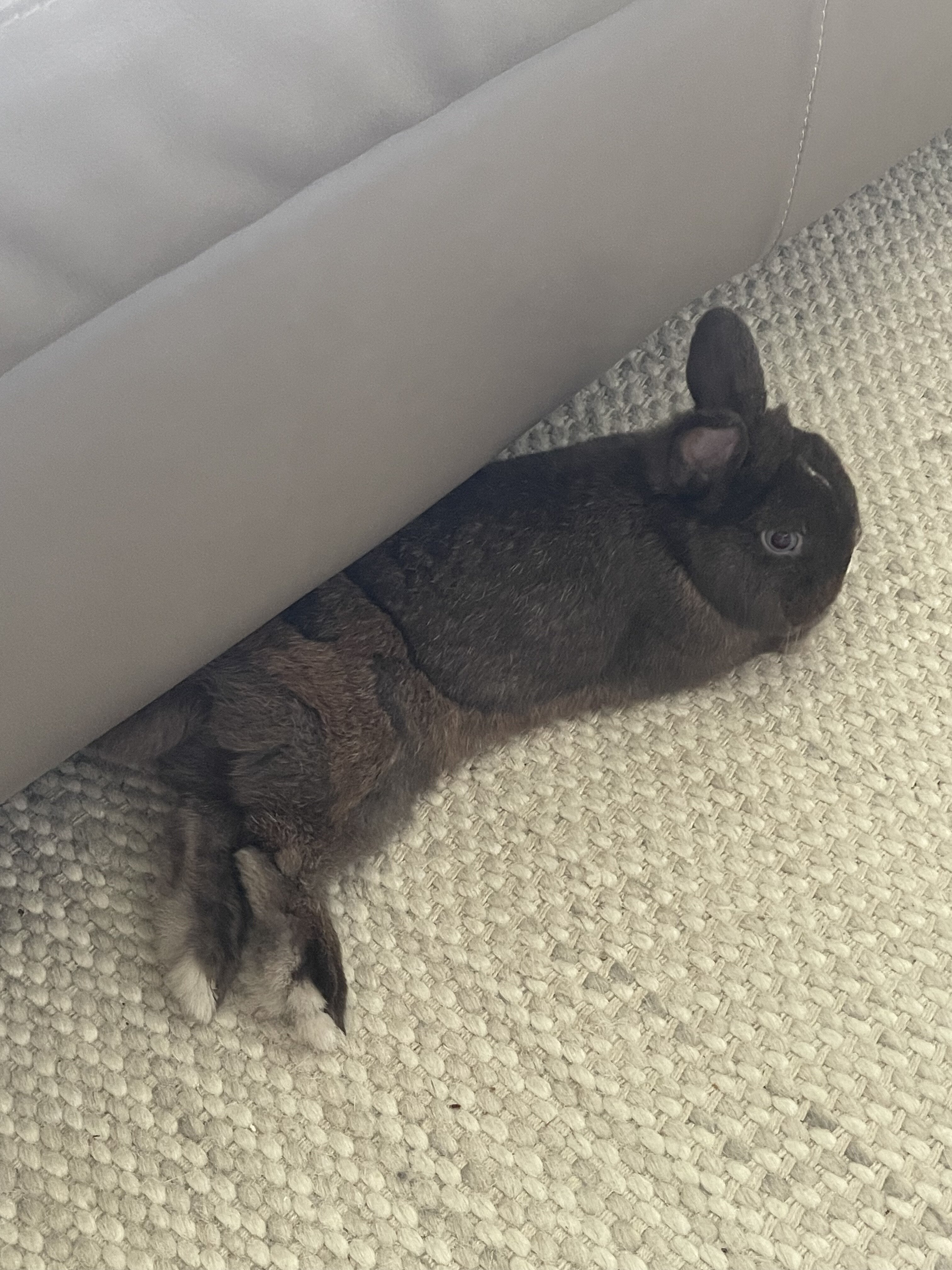 Netherland Dwarf Rabbit image 3