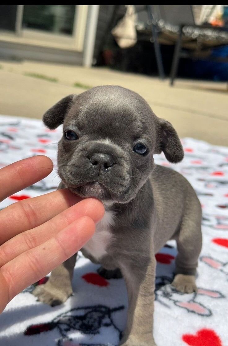 Puppies(French Bulldogs) image 1