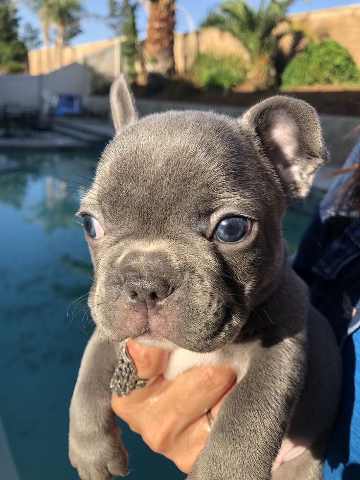 Puppies(French Bulldogs) image 2