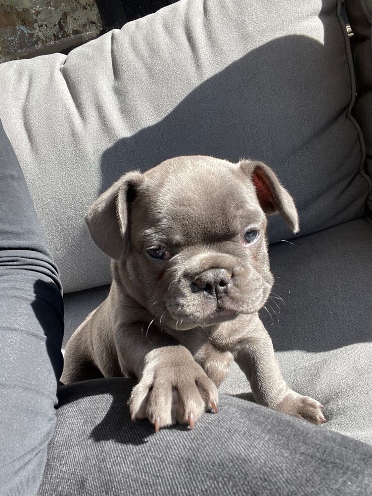 Puppies(French Bulldogs) image 3