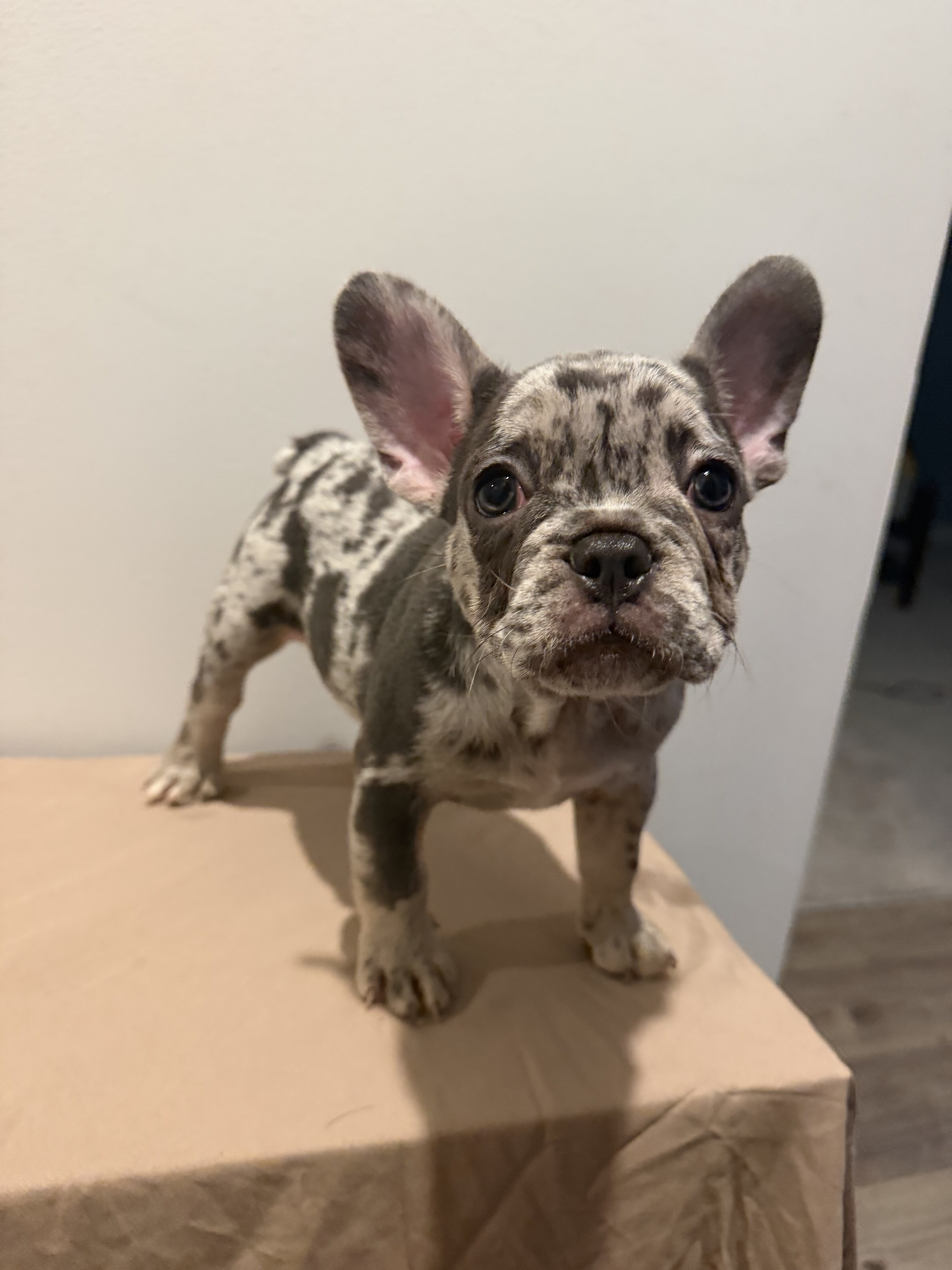 Blue @ Tan French Bulldog image 3
