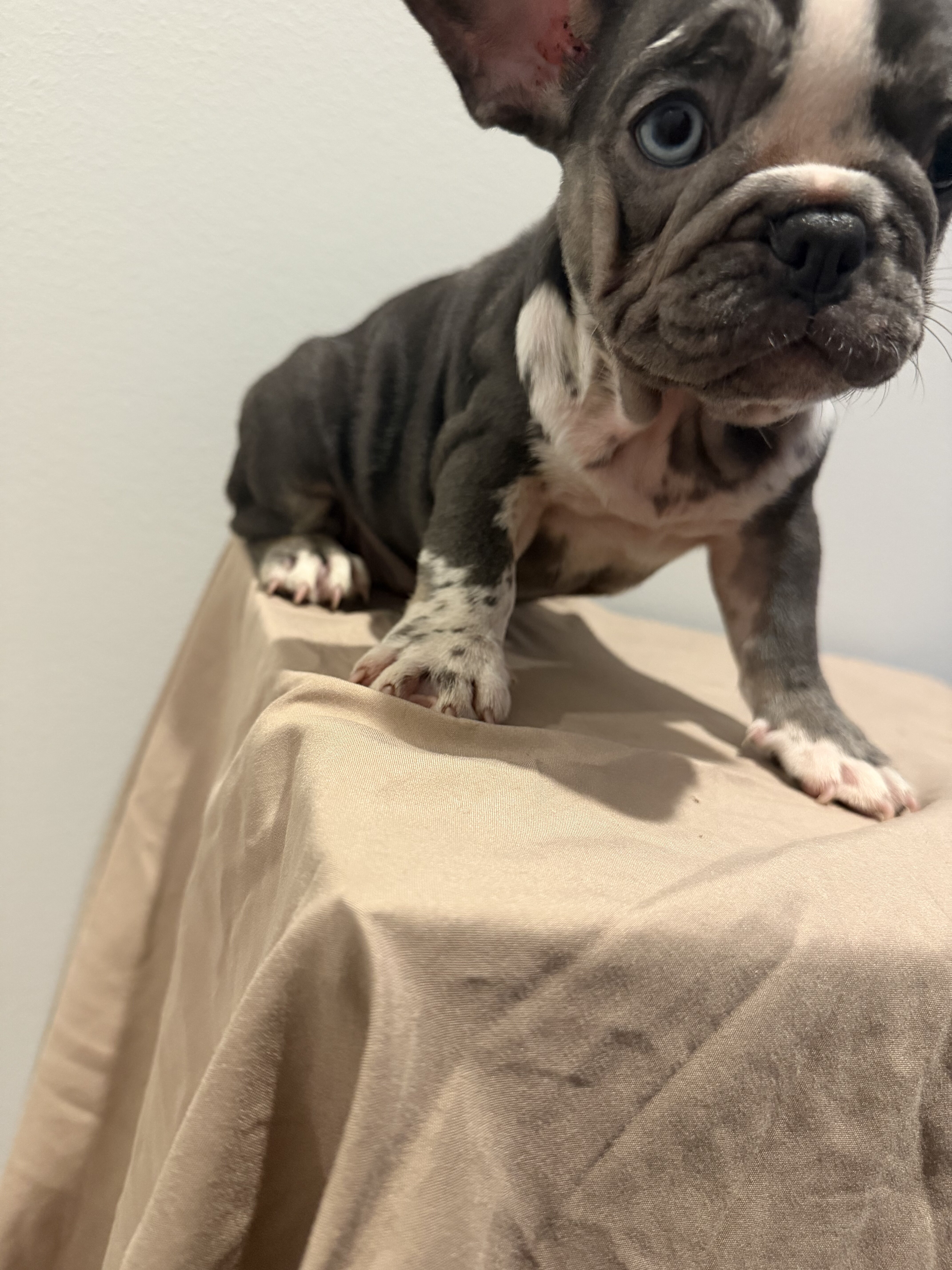 Blue @ Tan French Bulldog image 1