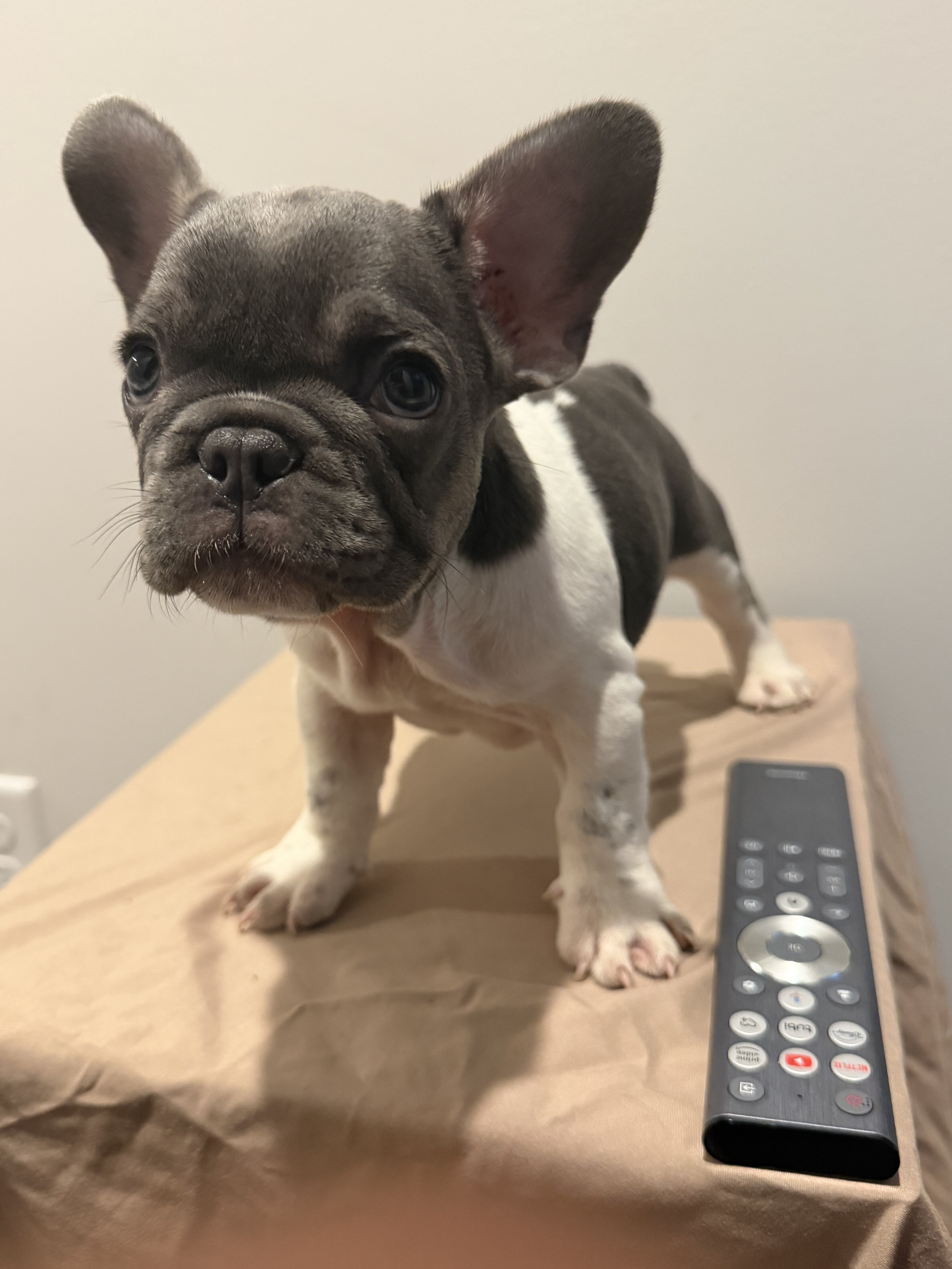 Blue @ Tan French Bulldog image 4