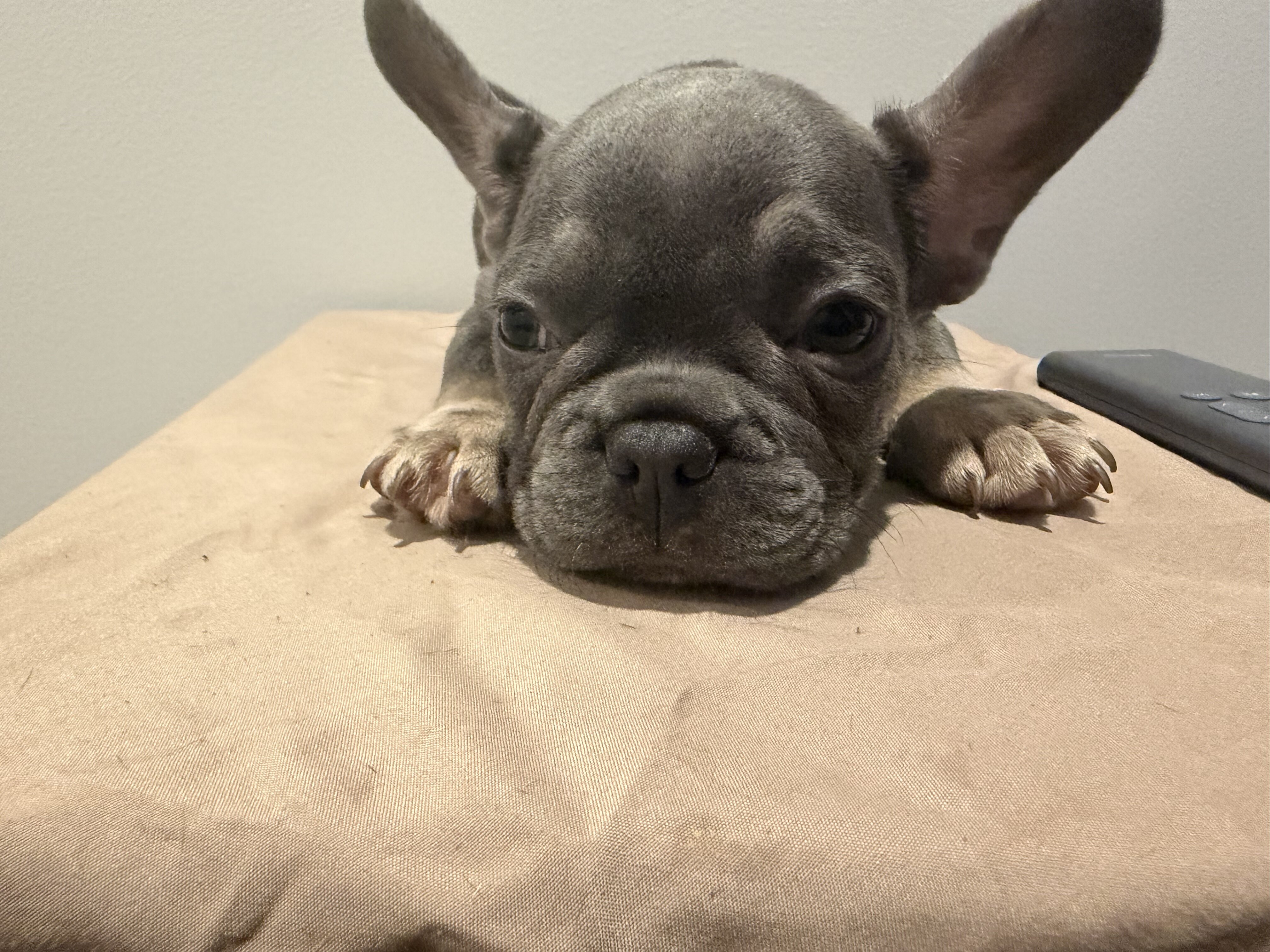 Blue @ Tan French Bulldog image 2