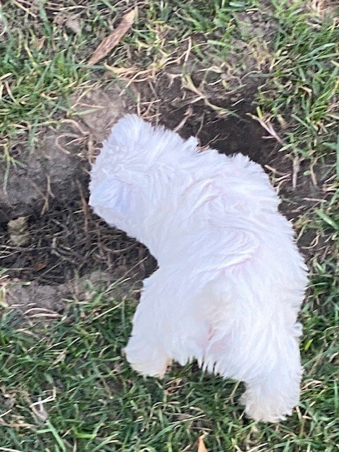 West Highland White Terrier image 3