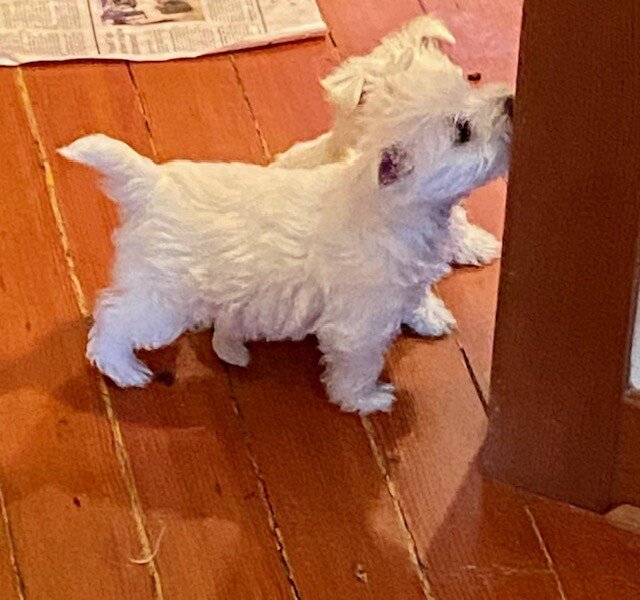 West Highland White Terrier image 1