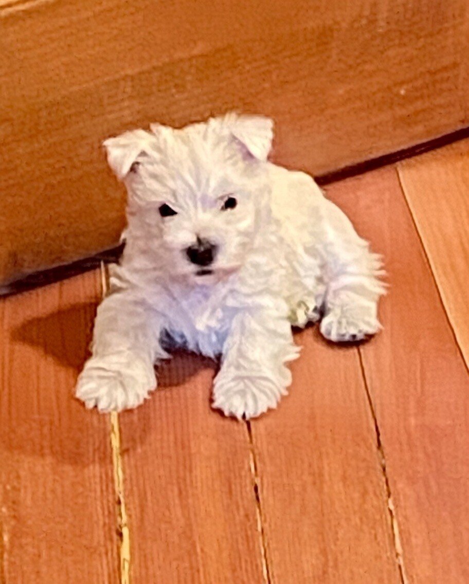West Highland White Terrier image 4