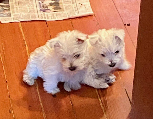 West Highland White Terrier image 2