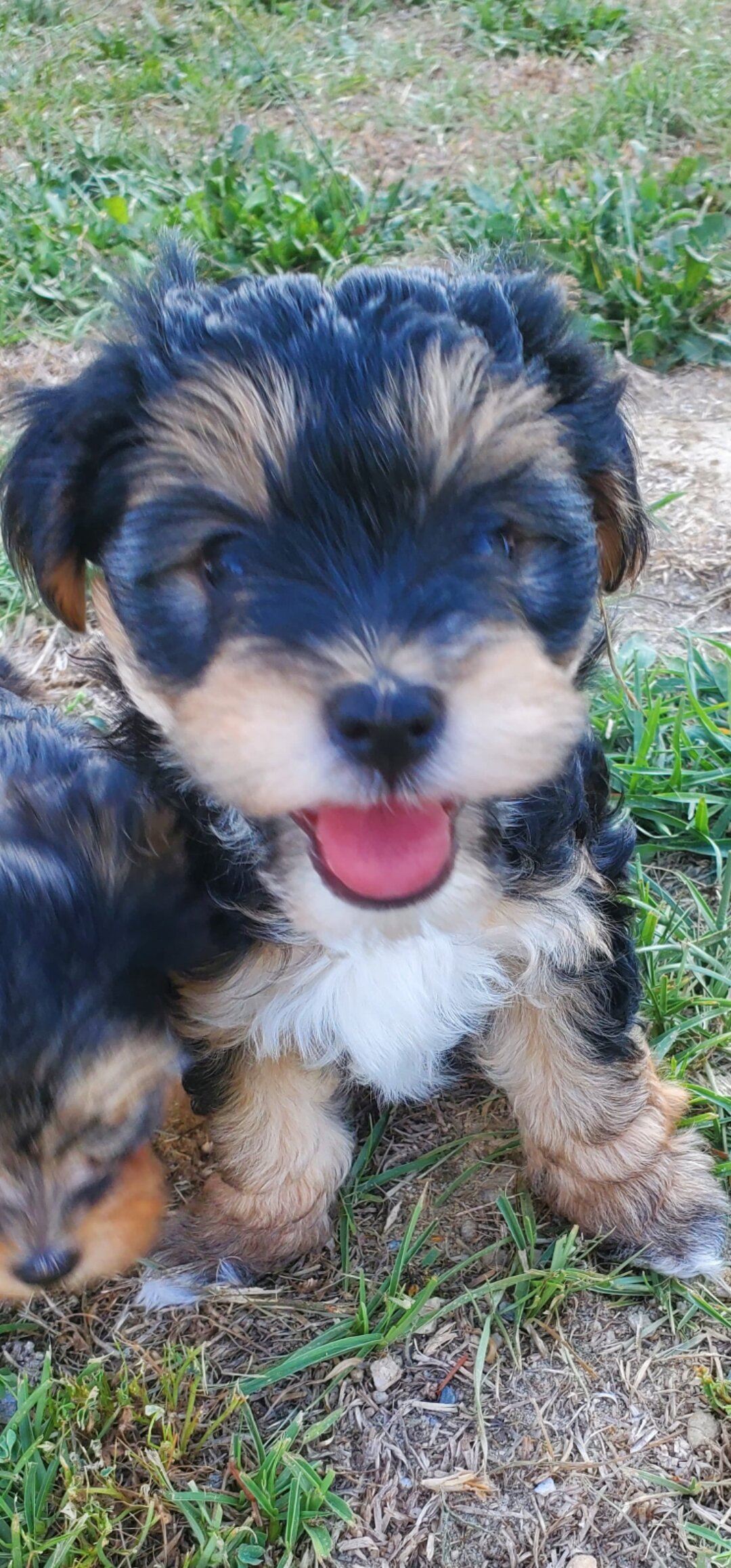 Yorkiepoo Puppy –Ready for His Forever Homes image 1