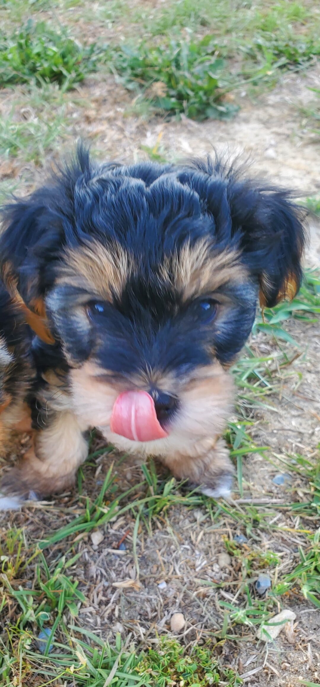 Yorkiepoo Puppy –Ready for His Forever Homes image 3