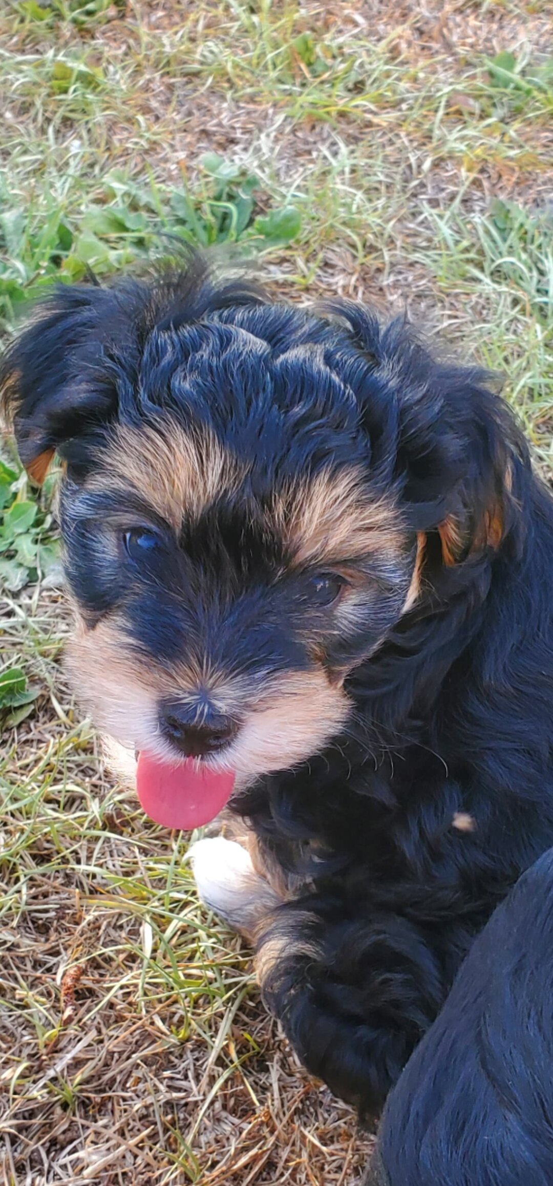 Yorkiepoo Puppy –Ready for His Forever Homes image 4