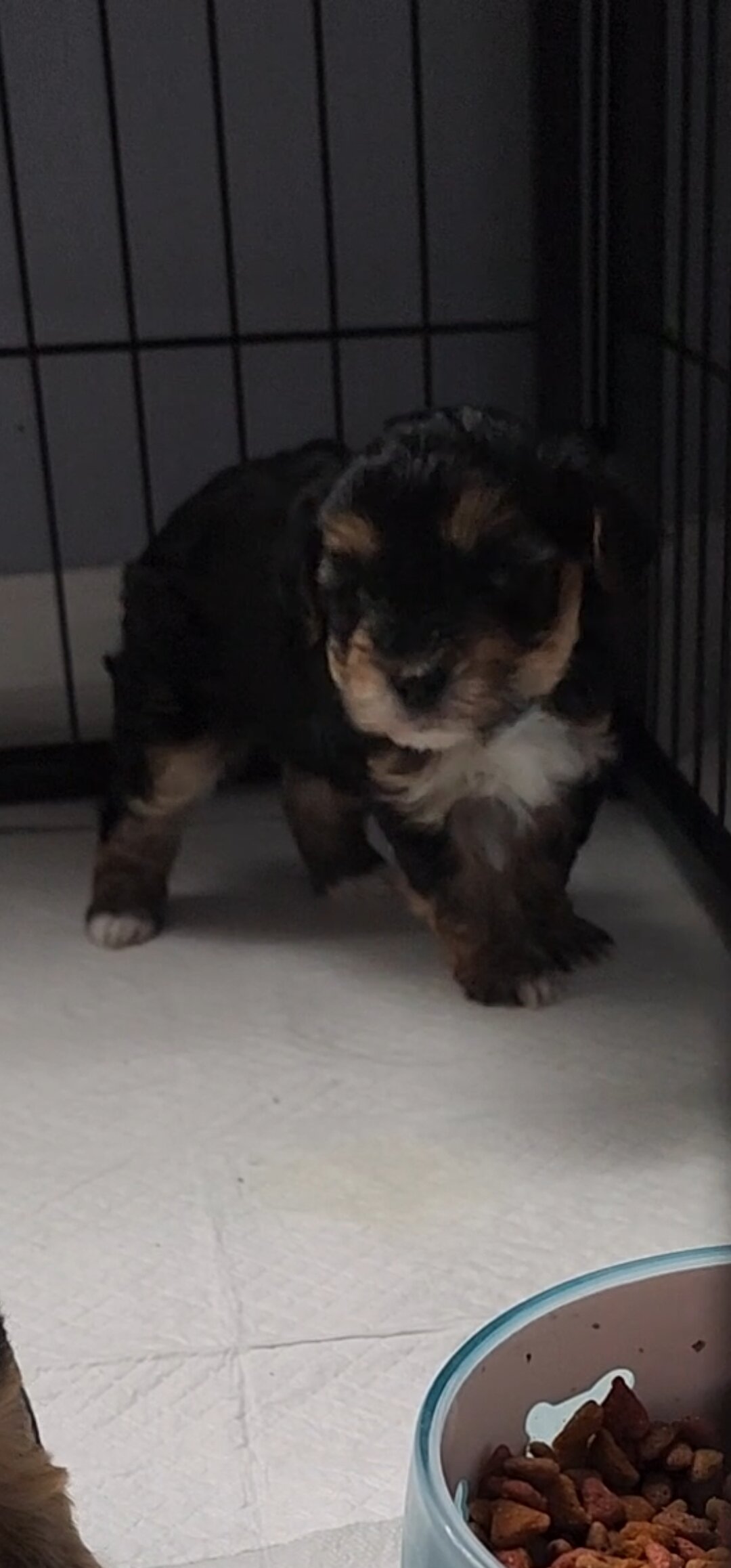 Yorkiepoo Puppy –Ready for His Forever Homes image 5